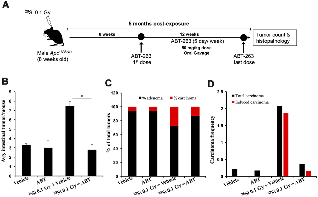 ABT-263 mitigates high-LET 28Si-induced intestinal tumor development in male Apc1638N/+ mice. (A) Experimental plan of ABT-263 testing as a mitigator for 28Si -induced intestinal carcinogenesis. (B) Intestinal-tumorigenesis at 150 days post-exposure in vehicle only (n=10), ABT-263 only (n=5), 0.1 Gy 28Si + vehicle (n=10), and 0.1 Gy 28Si + ABT-263 (n=10) groups. Data presented as mean ± SEM, and * pC) Quantification of adenoma and carcinoma percentage. For each group, the percentages of adenomas and carcinomas relative to the total number of tumors assessed were calculated. (D) Effect of ABT-263 on spontaneous and IR-induced carcinoma frequency. Carcinoma frequency was defined as the number of carcinomas divided by the total tumors assessed. The induced carcinoma frequency was obtained by subtracting the spontaneous carcinoma frequency (from the control group) from that of the irradiated groups.