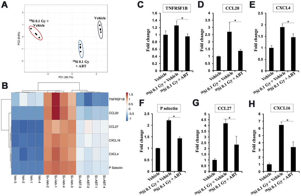 Effect of ABT-263 on SASP factor expression in the 28Si-exposed Apc1638N/+ mice serum. (A) Principal component analysis (PCA) plot for cytokines showing differential expression. (B) Heat map showing differential expression of SASP factor expression in serum obtained from vehicle, 28Si + vehicle, and 28Si + ABT-263 groups. (C) Fold change in serum TNFRSF1B. (D) Fold change in serum CCL20. (E) Fold change in serum CXCL4. (F) Fold change in serum P-selectin. (G) Fold change in serum CCL27. (H) Fold change in serum CXCL16. Quantitative data presented as mean ± SEM, and * depict a statistically significant difference (p