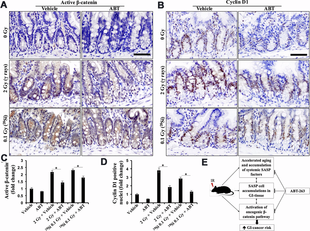 ABT-263 dampens low- and high-LET radiation-induced oncogenic β-catenin signaling. (A) Representative micrographs of active-β-catenin immunostained intestinal tissue sections. (B) Representative micrographs of cyclinD1 immunostained intestinal tissue sections. (C) Quantification of active-β-catenin-stained images. Quantitative data presented as mean ± SEM, and * depicts a statistically significant difference (pD) Quantification of cyclin D1-stained images. Quantitative data presented as mean ± SEM and * depicts a statistically significant difference (pE) Schematic summary of mechanisms of ABT-263-mediated prevention of IR-induced GI tumorigenesis in Apc1638N/+ mice.