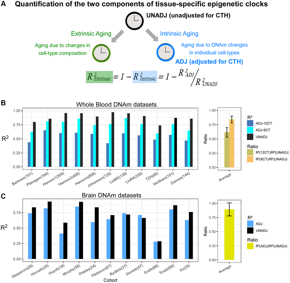 Quantification of intrinsic and extrinsic aging. (A) Graphical depiction of how the predictive accuracy of an epigenetic clock derived from bulk-tissue can be decomposed in terms of an extrinsic and intrinsic aging process, as shown. The accuracy, measured by the R2 value, of a clock reflecting the extrinsic process can be estimated from the given formula, if one can estimate the accuracies of the full unadjusted clock and the one fully adjusted for cell-type heterogeneity (CTH), the latter reflecting the intrinsic aging of the individual cell-types. (B) Barplots compare the R2 values of the unadjusted clock, and clocks adjusted for 12 and 9 immune cell types, in each of 11 whole blood cohorts. Right panel displays the average and standard deviation of the two indicated ratios across the 11 cohorts. These ratios measure the fraction of the unadjusted clock’s accuracy that can be attributed to intrinsic aging. (C) As (B) but for brain DNAm datasets, where the adjusted clock was adjusted for 7 brain cell-types.