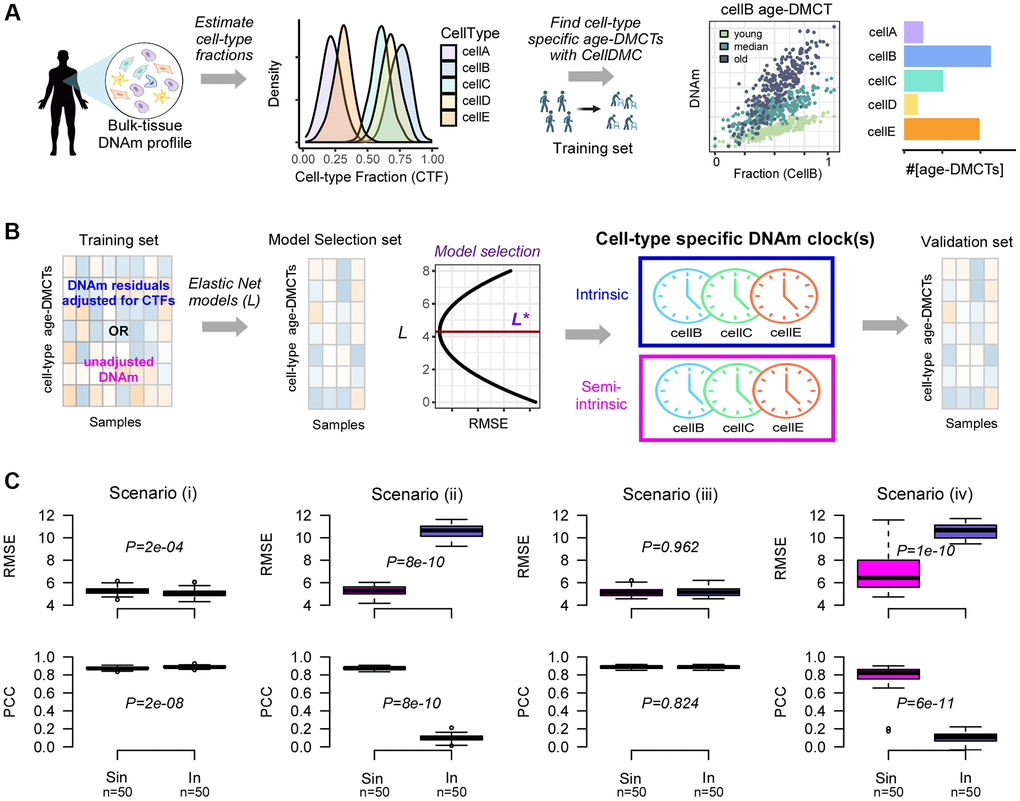 Computational strategy for building cell-type specific epigenetic clocks. (A) Given a tissue-type of interest with DNAm profiles measured over a relatively large number of samples, we first estimate the underlying cell-type proportions in each sample using an existing tissue-specific DNAm reference matrix. Density plots depict the distribution of cell-type fractions across all samples. Next, using a sufficiently large training set of samples encompassing a relatively wide age-range, we apply the CellDMC algorithm to infer age-associated DNAm changes in each of the underlying cell-types (age-DMCTs). Barplot depicts the number of age-DMCTs in each cell-type. (B) The construction of cell-type specific clocks then proceeds by restricting to age-DMCTs of one cell-type: an intrinsic clock is built by adjusting the DNAm training dataset for variations in cell-type fractions (CTFs), defining a matrix of DNAm residuals. Alternatively, the training over the age-DMCTs can be done on the DNAm data matrix without adjustment for CTFs which will result in a “semi-intrinsic” clock. In either case, Elastic Net models are learned for each choice of a penalty parameter L, and the optimal model L* is selected based on the best generalization performance (smallest root mean square error (RMSE)) obtained in a blinded model selection set. This optimal model then defines the corresponding cell-type specific DNAm-clock. This procedure can be done for each cell-type separately, assuming that sufficient numbers of age-DMCTs in that cell-type can be identified. Once the cell-type specific clocks are built, these are then validated in independent DNAm datasets. (C) Top row: boxplots display the root mean square error (RMSE) between predicted and true ages, for semi-intrinsic (Sin) and intrinsic (In) clocks, as assessed in 50 simulated validation sets of 200 mixtures for four different scenarios. Cell-type specific clocks were constructed from 50 simulated training sets of 200 mixtures (mixing together 3 cell-types that we call granulocytes, monocytes and lymphocytes) with age-DMCTs occurring only in one cell-type (lymphocytes). In scenarios (i) and (iii), no cell-type fractions change with age, in scenarios (ii) and (iv) the lymphocyte fraction changes with age. In scenarios (i) and (ii), age-DMCTs do not discriminate immune-cell types from each other, in scenarios (iii) and (iv) age-DMCTs discriminate lymphocytes from granulocytes and monocytes. P-values from a two-tailed paired Wilcoxon test are given. Bottom row: as top-row but now displaying the PCC of predicted vs. true age.