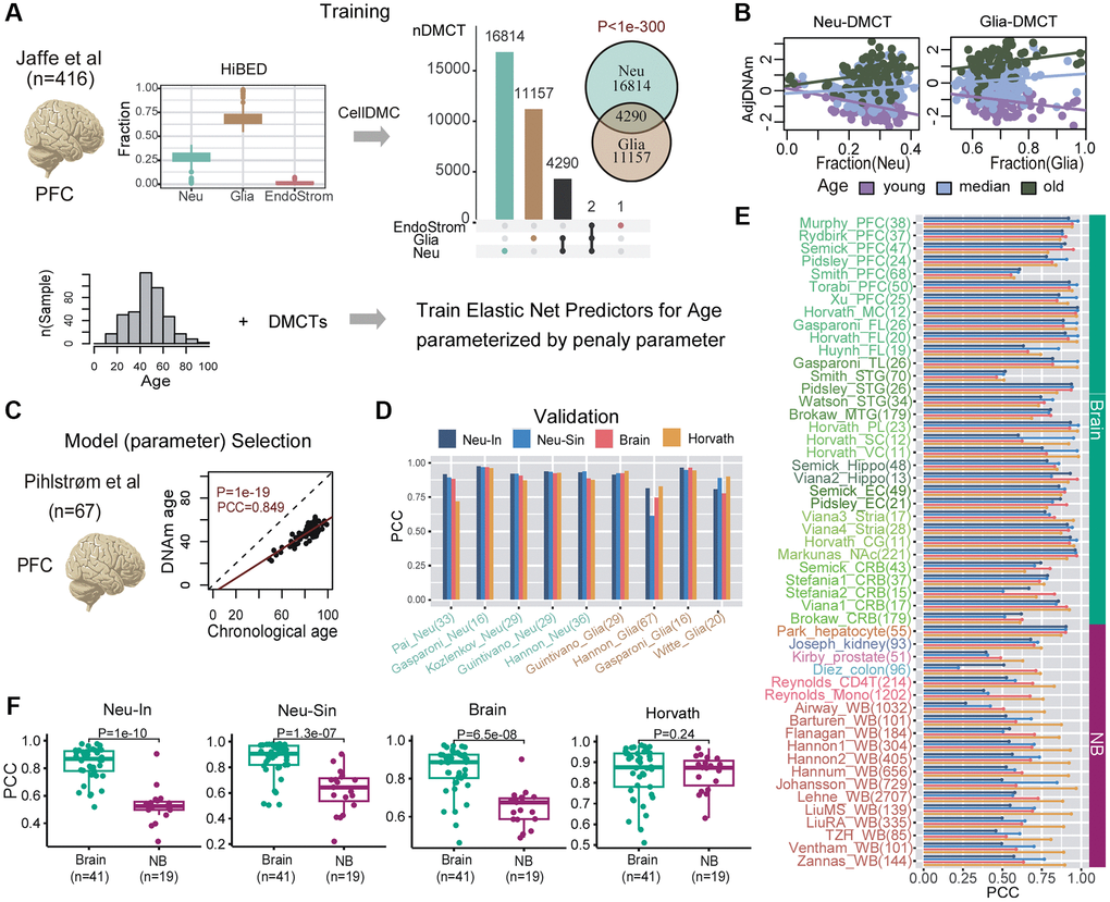 Construction and validation of neuron-clocks. (A) The training is done on the Jaffe et al. dataset encompassing 416 prefrontal cortex (PFC) samples. Fractions for 3 broad cell-types (neurons, glia and endothelial/stromal) are inferred using the HiBED algorithm. Subsequently, CellDMC is applied to infer DMCTs in each cell-type. The Fisher-test one-tailed P-value of overlap between Neu-DMCTs and Glia-DMCTs is given. Finally, elastic net predictors of chronological age are trained from the Neu-DMCTs parameterized by a penalty parameter. (B) Scatterplots of adjusted DNAm values (adjusted for variations in cell-type fractions) of one Neu-DMCT and one Glia-DMCT against the corresponding Neuron and Glia fraction, respectively. Samples have been colored according to age-group and regression lines for each age-group have been added. (C) Optimal model (parameter) selection is performed using a completely independent PFC dataset from Philstrom et al. Scatterplot displays the predicted vs. chronological age for the optimal model. (D) Barplot of Pearson Correlation Coefficients (PCC) for 4 clocks (Neu-In, Neu-Sin, Brain and Horvath) across sorted neuron and glia datasets. Number of samples in each dataset is given in brackets. (E) Barplot of Pearson Correlation Coefficients (PCC) for the same 4 clocks (Neu-In, Neu-Sin, Brain and Horvath) across brain and non-brain DNAm datasets. Each cohort is labeled with the number of samples in brackets. Abbreviations: WB: whole blood; PFC: prefrontal cortex; TL: temporal lobe; FL: frontal lobe; MTG/STG: middle/superior temporal gyrus; PL: parietal lobe; SC: sensory cortex; VC: visual cortex; MC: motor cortex; Hippo: hippocampus; EC: entorhinal cortex; Stria: striatum; CG: cingulate gyrus; NAc: nucleus accumbens; CRB: cerebellum; Mono: monocyte. (F) For each of the 4 clocks, boxplots of PCCs comparing the values obtained in brain vs. non-brain datasets. The number of datasets in each group is given below x-axis. P-value is from a one-tailed Wilcoxon rank sum test.