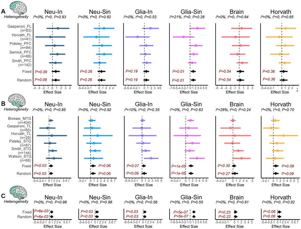 Neuron and glia specific clocks predict age-acceleration in AD. (A) Forest plot of associations between DNAmAge and Alzheimer’s Disease (AD) for 6 different epigenetic clocks across 5 independent DNAm datasets from frontal lobe (FL) or prefrontal cortex (PFC). The effect sizes and P-values of a fixed and random effects models are also given. Statistics and P-values of heterogeneity are shown above each panel. Number of samples in each dataset is given to the left. (B) As (A) but for DNAm datasets profiling regions in the temporal lobe (TL), which includes middle and superior temporal gyrus (MTG and STG). (C) As (A), but combing FL and TL regions.