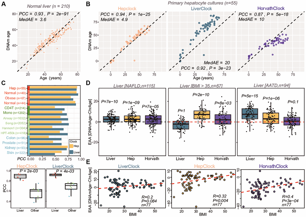 Construction and validation of hepatocyte clock. (A) Overall strategy used to train a hepatocyte specific clock from bulk liver tissue samples. Plots show how the root mean square error (RMSE) changes as a function of the penalty parameter in the elastic net regression model, and scatterplot at the bottom compares the predicted and chronological ages for the optimal model defining the hepatocyte-clock. Pearson Correlation Coefficient (PCC), Median Absolute Error (MedAE) and regression P-value are given. (B) Validation of the hepatocyte and liver clocks (latter trained on age-DMCs, not hepatocyte-DMCTs) in a primary hepatocyte culture. Also shown is the result for Horvath’s clock. PCC, MedAE and P-values from a linear regression are given. (C) Barplot comparing the PCC-values of the hepatocyte and liver clocks across several liver and non-liver tissue datasets. Boxplots compare the PCC values of the hepatocyte and liver clocks in the liver/hepatocyte dataset compared to all others. P-value is from a one-tailed Wilcoxon rank sum test. (D) Boxplots compare the extrinsic age-acceleration (EAA) of the liver, hepatocyte and Horvath clocks in two independent liver DNAm datasets, one profiling non-alcoholic fatty liver disease (NAFLD) cases and the other profiling liver-tissue from obese (BMI >35) individuals. In each case, the P-value is from a one-tailed Wilcoxon rank sum test comparing the distribution to a mean value of 0 (red dashed line). (E) Boxplots of EAA from the three clocks in an independent DNAm liver dataset, with samples stratified according to BMI levels, as shown. For each panel, we give the PCC and linear regression test P-value.