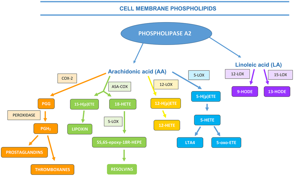 The formation of AA and LA metabolites (ASA-COX―acetylsalicylic acid (aspirin) cyclooxygenase, PGG―prostaglandin G, LOX―lipoxygenase, HETE―hydroxyeicosatetraenoic acids, HODE―hydroxyoctadecadienoic acid (based on Calder, 2010, 2013; the authors’ own modification)).