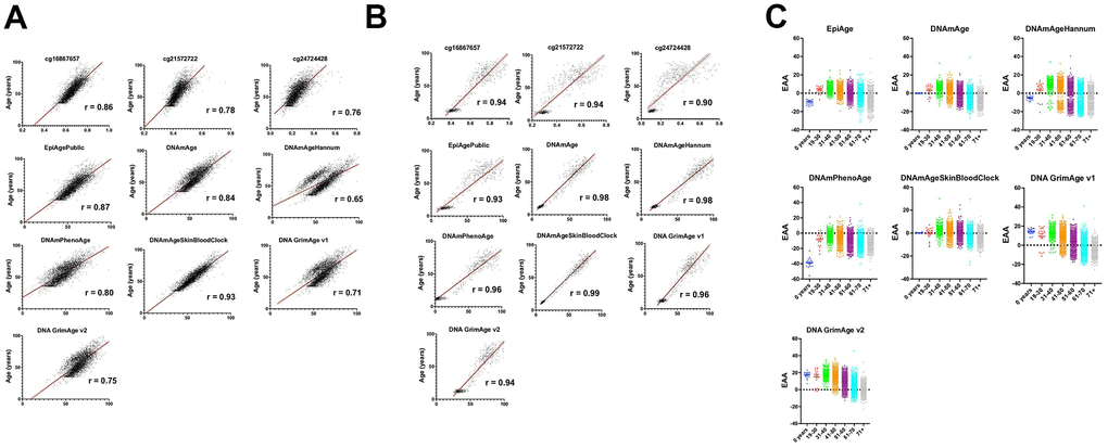 Comprehensive analysis of epigenetic aging across diverse datasets and demographics. (A) This figure illustrates the correlation between chronological age (y-axis) and measures of epigenetic age including EpiAge, DNAmAge, DNAmAgeHannum, DNAmPhenoAge, DNAmAgeSkinBloodClock, DNAGrimAge v1, and DNAGrimAge v2 (x-axis), as well as individual CpG sites cg16867657, cg21572722, and cg24724428. Data were aggregated from the datasets GSE55763, GSE157131, GSE40279, and GSE30870 (refer to Table 1), encompassing 4625 individuals with ages ranging from 0 to 103 years. The cohort exhibits a rich demographic diversity, including Caucasian-European, Hispanic Mexican, and African American ethnicities, comprising 2506 males, 2079 females, and 40 individuals with unspecified gender. The correlations were assessed using the Pearson r correlation coefficient, denoted by ‘R’ on each plot, highlighting the linear relationship between chronological and epigenetic age across the datasets. All plots achieved a significant p-value of B) This figure presents the correlation between chronological age (y-axis) and various measures of epigenetic age (x-axis), including EpiAge, DNAmAge, DNAmAgeHannum, DNAmPhenoAge, DNAmAgeSkinBloodClock, DNAGrimAge v1, and DNAGrimAge v2, alongside individual CpG sites cg16867657, cg21572722, and cg24724428. The data are derived from saliva samples collected from 609 healthy individuals aged 9 to 91 years, detailed in datasets GSE78874, GSE150643, GSE92767, and GSE99029 (referenced in Table 1). The study population includes 310 males and 294 females from diverse ethnic backgrounds—Hispanic, Caucasian, African, and Asian. Correlations are quantified using the Pearson r coefficient, denoted by ‘R’ on each plot, signifying the linear relationship between the two age measures. All correlations are marked by a significance level of p C) This figure presents scatter plots comparing Epigenetic Age Acceleration (EAA) across various age groups. Each dot represents an individual’s EAA value, plotted against their chronological age group. The age groups are categorized as 0 years, 19-30, 31-40, 41-50, 51-60, 61-70, and 71+ years. The vertical axis indicates the EAA, while the horizontal axis delineates the age groups. A horizontal line at zero on the plot marks the threshold between age acceleration and deceleration; points above this line indicate epigenetic age acceleration, while points below indicate deceleration. This visualization highlights trends and patterns in EAA across the lifespan, offering insights into how biological aging progresses relative to chronological aging across different stages of life.