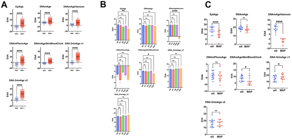 Impact of HIV on epigenetic age acceleration across multiple cohorts and treatment Phases. (A) Scatter plots comparing epigenetic age acceleration (EAA) across multiple epigenetic clocks: EpiAge, DNAmAge, DNAmAgeHannum, DNAmPhenoAge, DNAmAgeSkinBloodClock, DNAGrimAge v1, and DNAGrimAge v2, between HIV-negative individuals from the GSE67751 cohort (n=69) and HIV-positive individuals from cohorts GSE67751 (n=23), GSE117859 (n=609), GSE53840 (n=120), and GSE185391 (n=86). The plots display median EAA values, with error bars denoting 95% Confidence Intervals (CI). The significance of differences in EAA was tested using unpaired, two-tailed t-tests. A horizontal line at zero on the plot marks the threshold between age acceleration and deceleration; points above this line indicate epigenetic age acceleration, while points below indicate deceleration. (B) These scatter plots track changes in EAA from baseline (week 0) through weeks 1, 6, 10, and 24 of a combined HIV treatment strategy, which includes therapeutic vaccination and a latency-reversing agent using multiple epigenetic clocks. We employed repeated measures ANOVA for the analysis. To address potential deviations from the assumption of sphericity, we applied the Geisser-Greenhouse correction as determined by Mauchly’s test. This correction ensures accurate and reliable results in repeated measures analysis, particularly when the equality of variances across the differences between all pairs of groups is not met. (C) These scatter plots focus on comparing epigenetic age acceleration (EAA) from baseline (week 0) to the monitored antiretroviral pause (MAP) phase of the BCN02 clinical trial, using various epigenetic clocks: EpiAge, DNAmAge, DNAmAgeHannum, DNAmPhenoAge, DNAmAgeSkinBloodClock, DNAGrimAge v1, and DNAGrimAge v2. Differences were assessed using paired two-tailed t-tests, chosen for their appropriateness given the normal distribution of data.