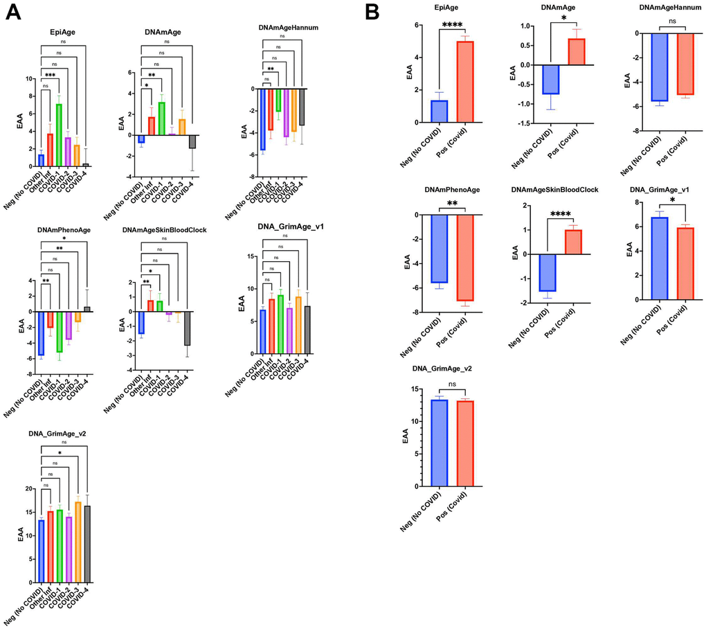 (A) Scatter plot analysis of epigenetic age acceleration (EAA) across individuals without COVID-19 (Neg, n=296) from GSE167202 and COVID-19 patients (Pos, n=407) from GSE168739. EAA is calculated by subtracting chronological age from EpiAge estimates. Median EAA values for each group are plotted. Non-parametric two-tailed Mann-Whitney U test reveals significant EAA in COVID-19 patients compared to non-COVID-19 individuals (P B) Scatter plot analysis comparing epigenetic age between healthy controls (GSE167202, n=296) and COVID-19 patients (GSE168739, n=407), utilizing clocks including EpiAge, DNAmAge, DNAmAgeHannum, DNAmPhenoAge, DNAmAgeSkinBloodClock, DNAGrimAge v1, and DNAGrimAge v2. Due to the non-normal distribution of data, a Mann-Whitney U test was employed. Significance levels are denoted as ns (not significant), * (p 