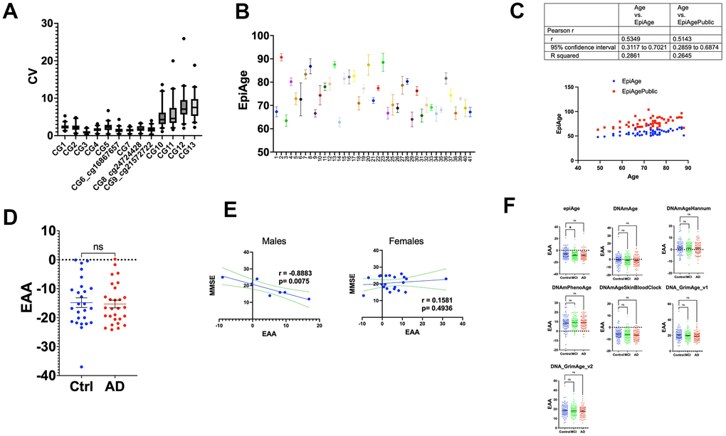 (A) Box plots of coefficient of variation (CV) for methylation levels across 13 CpG sites. This figure illustrates the distribution of the coefficient of variation (CV) for each of the 13 CpG sites within the ELOVL2 gene, analyzed using next-generation sequencing. The CV was calculated by dividing the standard deviation of methylation measurements by the mean for each site, expressed as a percentage. The box plots show the interquartile range (25th to 75th percentile) with whiskers extending to the 5th and 95th percentiles. Sites 1-9 exhibit lower CVs, ranging from 0.28% to 6.7%, indicative of high methylation consistency. Sites 10-13 display higher CVs, ranging from 1% to 25%, reflecting increased variability in regions of lower methylation. This variability highlights the influence of methylation levels on the precision of epigenetic age assessments. (B) The figure displays a scatter plot of epigenetic age measurements using our newly developed EpiAge next-generation sequencing assay for 41 study participants, using the linear regression model developed for EpiAgePublic in samples that had four technical replicates. Each point on the x-axis corresponds to the average EpiAge calculated for a blood sample (buffy coat) of an individual participant. The y-axis indicates the epigenetic age calculated for each replicate. Error bars represent the 95% confidence intervals for the mean epigenetic age of each individual. (C) Comparison analysis between EpiAgePublic (red dots) and EpiAge calculated using the HKG epiTherapeutics proprietary model (blue dots) relative to chronological age (Axe X). Correlation analysis was performed using Pearson’s R. The table provides a comparison of the correlation coefficient (r), 95% confidence interval, and R-squared values. (D) Epigenetic Age Acceleration (EAA) Comparison between control and AD patients calculated using EpiAge next-generation sequencing assay. This scatter plot compares the EAA between control participants (n=26) and Alzheimer’s Disease (AD) patients (n=28). Each dot represents an individual, and the plot shows the mean with SEM. The epigenetic age was calculated using the HKG epiTherapeutics proprietary model. Differences in EAA between the groups were analyzed using a two-tailed parametric t-test to assess statistical significance. (E) The left panel displays the Pearson correlation between Epigenetic Age Acceleration (EAA) and Mini-Mental State Examination MMSE in 7 male Alzheimer’s patients, while the right panel displays the correlation in 21 female Alzheimer’s patients. The middle line in each plot represents the linear regression fit, while the two lines surrounding it represent the 95% confidence bands, which indicate the variability of the correlation. (F) Comparative Analysis of Epigenetic Age Acceleration Across Alzheimer’s Disease, Mild Cognitive Impairment, and Control Groups Using Multiple Epigenetic Clocks. This figure presents the comparison of Epigenetic Age Acceleration (EAA) using multiple clocks: EpiAge, DNAmAge, DNAmAgeHannum, DNAmPhenoAge, DNAmAgeSkinBloodClock, DNAGrimAge v1, and DNAGrimAge v2. The data were derived from 96 control individuals, 111 with mild cognitive impairment (MCI), and 93 with Alzheimer’s Disease from dataset GSE144858, using DNA from human blood. The plot shows means with Standard Error of the Mean (SEM). For statistical analysis, we employed an ordinary one-way ANOVA to compare AD (Alzheimer’s) to controls and MCI to controls. Parametric ANOVA was used due to the normal distribution of the data. ‘Ns’ stands for not significant; * for p 