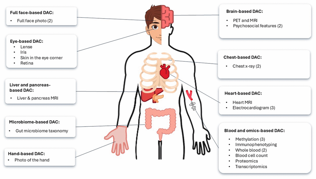 Anatomical and biological sites assessed by deep aging clocks (DACs) to estimate biological age. The brackets indicate the number of DACs reviewed for each category.