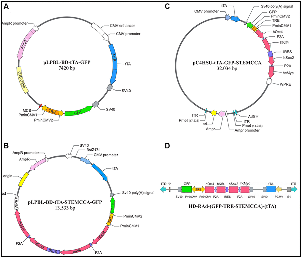 Diagrammatic representation of main intermediate constructs generated during the construction of HD-RAd-STEMCCA-GFP-Tet-Off. (A) Shows the base plasmid, pLPBL-BD-tTA-GFP, from which we departed in the generation of the above adenovector. It harbors the CMV1-TRE-CMV2 regulatable promoter flanked on one side by the gene for GFP and by a multiple cloning site (MCS) on the other side. Separately, the plasmid also harbors the gene for the chimeric tetracycline transactivator (tTA) protein, created by fusing one protein, TetR (tetracycline repressor), with the activation domain VP16, from the Herpes Simplex Virus. This construct is under the control of the human cytomegalovirus (CMV) promoter. (B) Displays the above plasmid now harboring the STEMCCA tandem, which was cloned into the MSC site. (C) Shows the full STEMCCA construct (including all associated regulatory components) cloned into the HD genomic plasmid which includes a bacterial sequence between its ITRs, flanked by PmeI sites. (D) Illustrates the basic components of HD-RAd-STEMCCA-GFP-Tet-Off genome after removing the bacterial sequence from pC4HSU-tTA-STEMCCA-GFP. For further details see Figure 2A legend and Ref. 15.4.