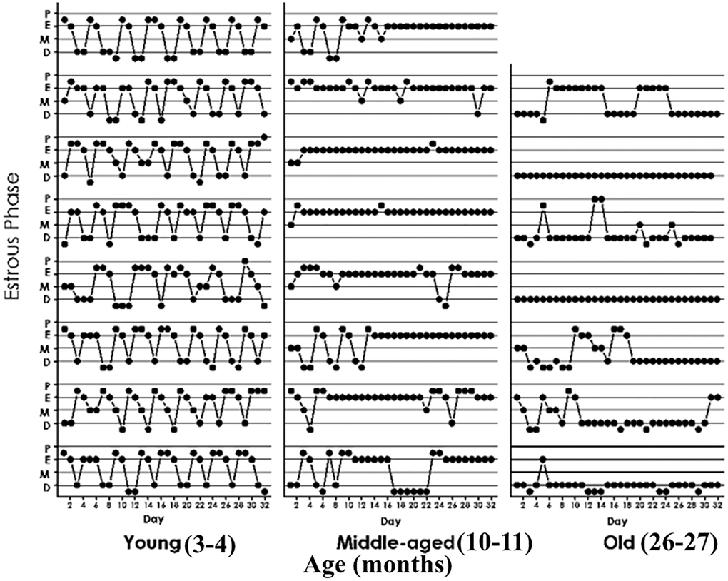 Estrous cycle patterns in young (3 momths, A), middle-aged (10 months, B) and old (26 months, C) female rats. The Y axis represents the estrous cycle phases of the animal on the indicated day of a 31-day window (X-axis) as determined by vaginal cytology. Four estrous phases were defined according to the proportion of epithelial and cornified cells or leukocytes; Proestrus (P) was characterized by abundance of epithelial cells and the presence of leukocytes. Estrus (E), showed abundance of cornified cells and to a lesser extent epithelial cells. Diestrus 1 (D1), was defined by the presence of an increasing number of leukocytes accompanied by substantial numbers of cornified cells. Diestrus 2 (D2) was characterized by high abundance of leukocyes which constituted the vast majority of cells present in the vaginal smears at D2.