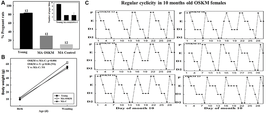 Effect of long-term OSKM-GFP gene therapy on the pregnancy rate, litter size, pup BW and estrous cyclicity in MA female rats. (A) There were three experimental groups; 4 months old intact females (Young, N = 12), 9.3 months old control rats (MA control N = 12) and 9.3 months old OSKM-treated rats (MA OSKM N = 12). These N values are indicated on each bar. (B) Pups were weighed when they were 1 or 2 days old and again at weaning (21 days). (C) During the 10th month of life daily vaginal smears were taken in the OSKM-treated rats in order to assess the effect of the OSKM gene therapy on regularity of estrous cyclicity. The estrous cycle phases are indicated as follows. Abbreviations: P: Proestrus; E: Estrus; D1: Early diestrus; D2: Late diestrus.