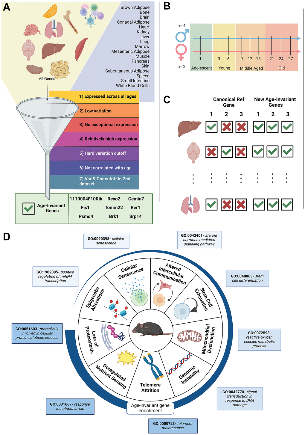 Visual diagram of article contents. (A) Bulk RNA-seq data from 17 murine tissues (GSE132040) were sequentially filtered through 7 criteria. The funnel is a visual depiction of the filtering process. Steps 1–4 are adapted from previous publications. We added criteria filters 5 and 6 to ensure low variation and no correlation with age. Criteria filter 7 was validation of low variation and no age correlation, performed in a second dataset for 11 of the 17 tissues. The filtering strategy resulted in 9 pan-tissue age-invariant genes (gene box). (B) Sample gender, age and life stage distributions of the samples in the dataset. A full table of samples can be found in Supplementary Table 10. (C) Classical reference genes are not applicable to all tissues in an aging context but age-invariant genes introduced here are. (D) Tissue aging-invariant genes are enriched to different extents for gene ontology terms associated with hallmarks of aging. Age-invariant genes have low enrichment in some (e.g. epigenetic alterations GO terms) and high enrichment in others (e.g. loss of proteostasis GO terms). Created with https://www.biorender.com/.