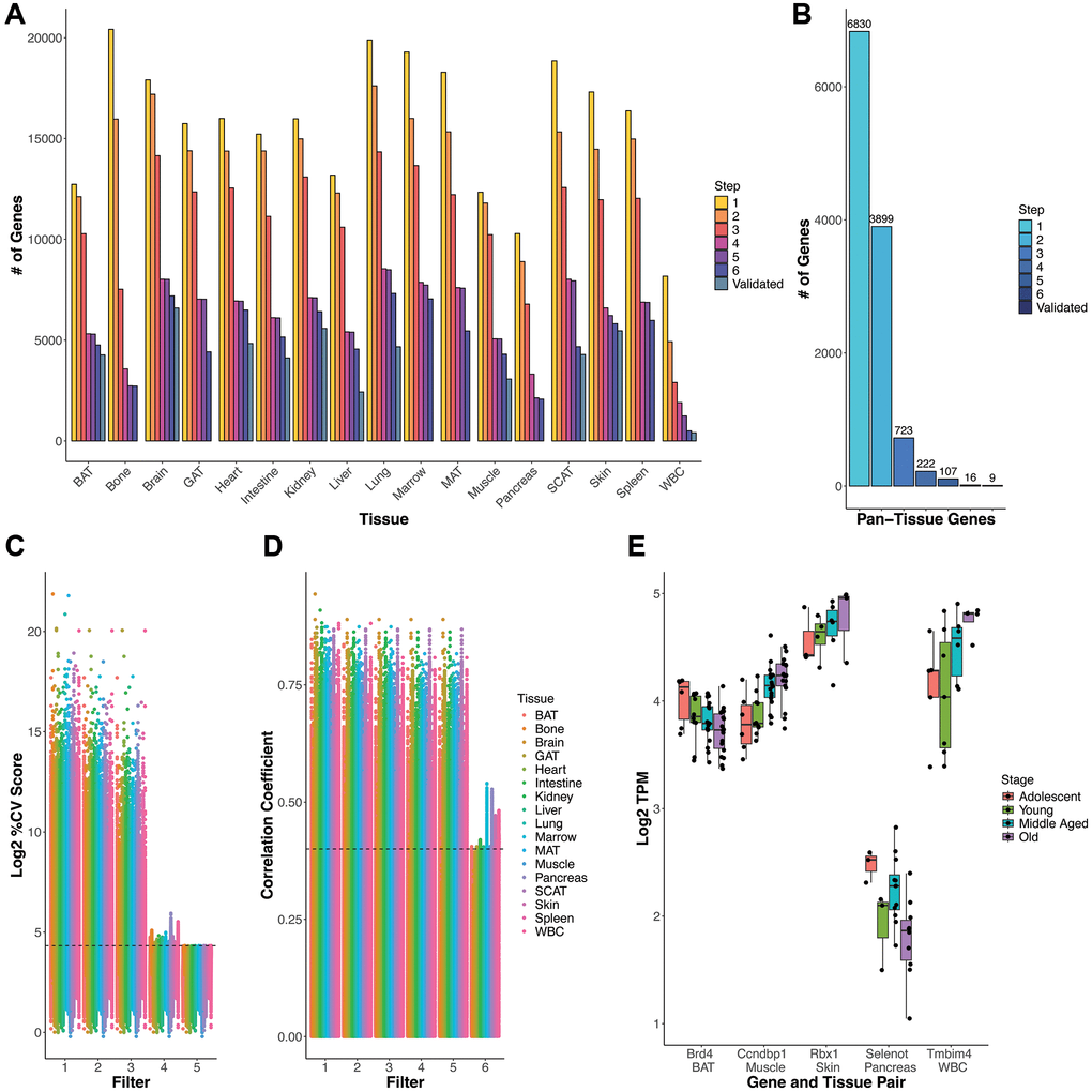 Gene selection process and rationale. (A) Gene count number remaining after each criteria/filter step for each tissue. (B) Count of genes present across all tissues at each step (e.g. pan-tissue) (C) % Coefficient of Variance (CV) for each gene calculated as SD/mean*100 distribution of log2 TPM gene expression values. Genes that satisfy every subsequent filter are plotted by the last filter applied. Filters 1–3 slowly decrease %CV and the cumulative effect of filters 1–4 generally results in a %CV of approximately 20% (marked by the dashed line). Filter 5 imposes a strict %CV D) Age information must be included in exclusion criteria as low variation genes can still have a high correlation with age. Filter 6 (Spearman correlation p-value based removal) removes highly age-correlated genes. Dashed line corresponds to a correlation coefficient (y-axis) of 0.4, which for most tissues corresponds to a significant correlation with p = 0.05. Exact CV and age correlation information is found in Supplementary Table 2, in case readers wish to utilize other cutoffs in selecting RGs. (E) Log2 TPM (y-axis) values by life stage (color) for specific gene-tissue pairs (x-axis) for genes that satisfy filters 1–5, but are eliminated by filter 6. Boxplot line represents the group median while lower and upper limits of the boxplot correspond to the first (25%) and third (75%) quartiles.