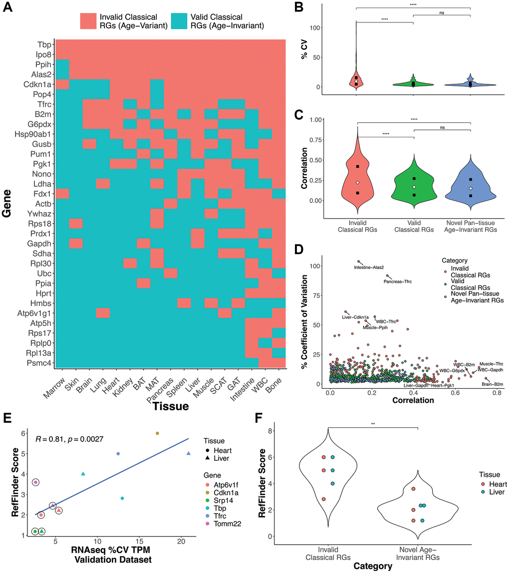 Classical and novel RG performance in aging samples. (A) Aging RG status of classical reference gene by tissue. Some tissue-RG pairs are age-invariant (blue), and are therefore good RG candidates for aging studies, while others did not satisfy our filtering criteria (red). (B, C) Coefficient of variance (B) or age correlation (C) violin plots of valid classical RGs (green), novel pan-tissue age-invariant RGs, and invalid classical RGs (red). (D) Scatterplot comparing %CV and age correlation for each tissue-RG pair. (E) Scatterplot comparing RT-qPCR Gene RefFinder score and mRNA-seq %CV in heart and liver. RefFinder and %CV scores were calculated from in-house and public validation datasets respectively. RefFinder is a summary score of BestKeeper, NormFinder, GeNorm and comparative delta-Ct values (analysis of these scores can be found in Supplementary Figure 5). Circled points indicate novel age-invariant RGs (Two pan-tissue: Tomm22 and Srp14; and one heart and liver age-invariant gene: Atp6v1f) while uncircled points specify classical RGs from Figure 3A. (F) Violin plots for RefFinder scores comparing invalid classical RGs and novel pan-tissue age-invariant RGs. Unless specified, p-values are obtained from a Welch Two Sample t-test (**p ***P p-values in text).