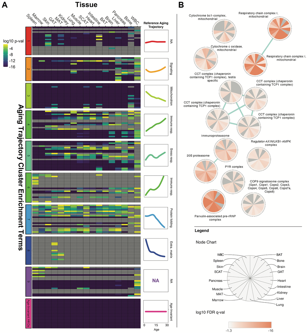 Age-invariant genes are enriched for age-dysregulated gene functions. (A) Tissue age-invariant genes are enriched for some of the same GO, KEGG and REACTOME terms that are also associated with clusters of age-dysregulated genes with linear and non-linear aging trajectories. Heatmap columns correspond to different tissues, while rows correspond to enrichment terms described in the dataset’s original publication by Schaum et al. [2]. The row clusters on the left of the heatmap and colored line-plots on the right of the heatmap correspond to 9 groups defined by Schaum et al. Age-invariant labels at the very bottom (pink) refer to age-invariant genes we identified for each tissue. Heatmap color corresponds to the Bonferroni-corrected p-value on a log10 scale from a Fisher's exact test quantifying enrichment. A version of this plot with term names can be found in Supplementary Figure 7A. An alternative analysis utilizing terms associated with hallmarks of aging found by Fraser et al. [39] can be found in Supplementary Figure 7B. (B) Tissue age-invariant genes are enriched for certain protein complexes. Each circular node corresponds to a protein complex, each slice within the node corresponds to a different tissue, and the coloration within slices reflects the log10 False Discovery Rate (FDR) q-value for that tissue. Non-significant FDR q-values (>0.05) are grey. The blue edges signify that the connected nodes have a significant overlap of genes represented.