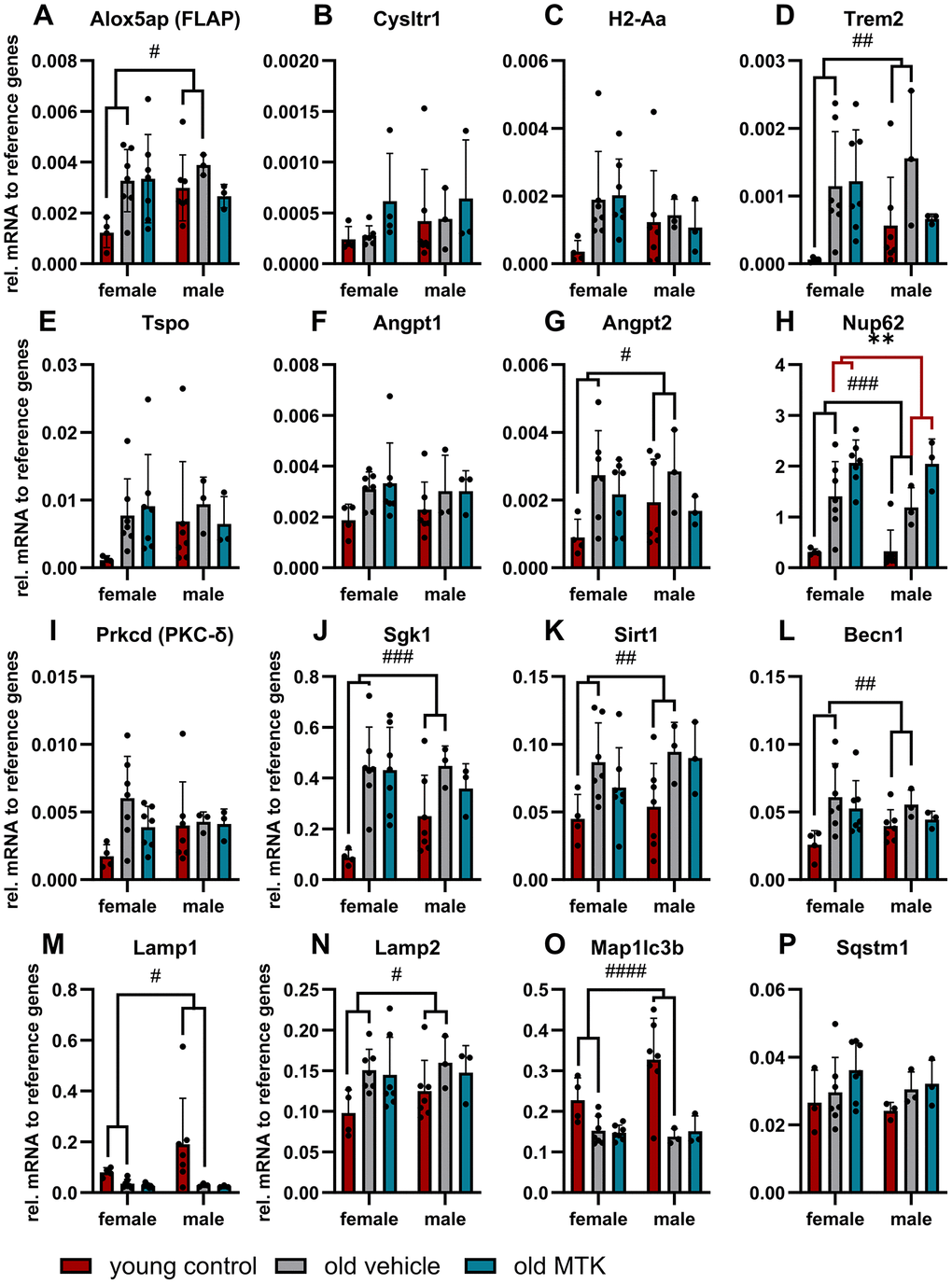 Gene expression profile in the retinas of young untreated and vehicle- and MTK-treated old mice. The mRNA levels of (A) Alox5ap, (B) Cysltr1, (C) H2-Aa, (D) Trem2, (E) TSPO, (F) Angpt1, (G) Angpt2, (H) Nup62, (I) Prkcd, (J) Sgk1, (K) Sirt1, (L) Becn1, (M) Lamp1, (N) Lamp2, (O) Map1lc3b and (P) Sqstm1 are represented as bar graphs and scatter plots ± SDs, n = 3–7. Two-way ANOVA (main factors: group and sex) followed by a Dunnett multiple comparison test. ####p ###p ##p #p **p 