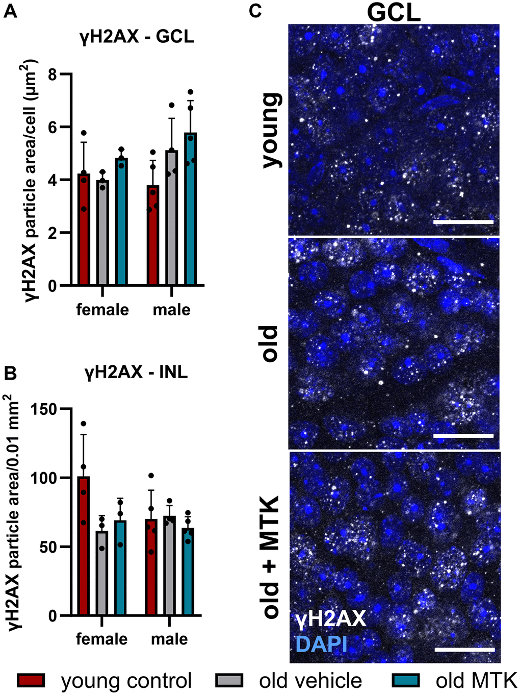 Labeling of γH2AX in the retinal GCL and INL of young untreated, vehicle-treated and MTK-treated old mice. Positive labeling was analyzed using ImageJ. γH2AX particle area in the (A) GCL (area per cell) and (B) INL (per 0.01 mm2). (C) Representative images of γH2AX (white) in the GCL of young untreated, vehicle-treated and MTK-treated old mice. Scale bar images = 20 µm. The data are represented as bar graphs and scatter plots ± SDs, n = 3–5. Two-way ANOVA (main factors: group and sex) followed by a Dunnett multiple comparison test.