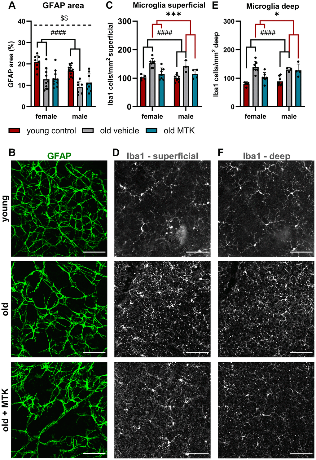 Astrocytes and microglia were present in the retinas of young untreated and vehicle- and MTK-treated old mice. Astrocytes were visualized by GFAP labeling and analyzed for the (A) positive GFAP area per image in % by ImageJ. (B) Representative images of GFAP-labeled (green) retinas from young untreated, vehicle-treated and MTK-treated old mice. (C) Microglia count and (D) representative Iba1 labeling (white) in the superficial retinal layers of young untreated, vehicle-treated and MTK-treated old mice. (E) Microglia count and (F) representative Iba1 labeling in the deep retinal layers of young untreated, vehicle-treated and MTK-treated old mice. Scale bar = 100 µm. The data are represented as bar graphs and scatter plots ± SDs, n = 3–11. Two-way ANOVA (main factors: group and sex) followed by a Dunnett multiple comparison test. ####p ***p *p $$p 