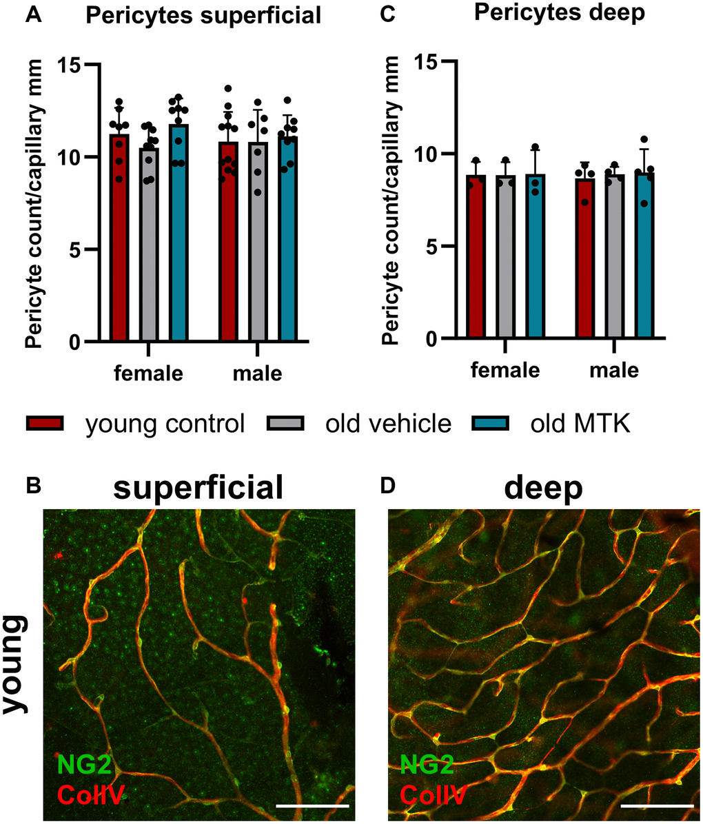 Pericyte count per capillary mm in the retinas of young untreated, vehicle-treated and MTK-treated old mice. The pericytes were visualized by NG2 labeling, and the capillaries were visualized by ColIV labeling. Capillary length was measured using ImageJ. (A) Pericyte count per capillary mm labeling in superficial retinal layers of young untreated, vehicle-treated and MTK-treated old mice and (B) representative NG2 (green) and ColIV (red) labeling in superficial retinal layers of young untreated mice. (C) Pericyte count per capillary mm in the deep retinal layers of young untreated, vehicle-treated and MTK-treated old mice and (D) representative NG2 and ColIV labeling in the deep retinal layers of young untreated mice. Scale bar = 100 µm. The data are represented as bar graphs and scatter plots ± SDs, n = 3–11. Two-way ANOVA (main factors: group and sex) followed by a Dunnett multiple comparison test.