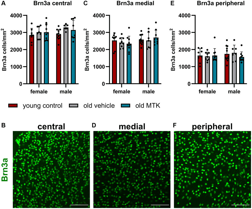 The RGCs were located in the central, medial and peripheral regions of the retinas of young untreated, vehicle-treated and MTK-treated old mice. RGCs were visualized by Brn3a labeling (green) and counted using ImageJ. RGC counts and representative images of Brn3a-labeled (A, B) central, (C, D) medial and (E, F) peripheral regions in the retinas of young untreated, vehicle-treated and MTK-treated old mice. Scale bar = 100 μm. The data are represented as bar graphs and scatter plots ± SDs, n = 7–11. Two-way ANOVA (main factors: group and sex) followed by a Dunnett multiple comparison test.