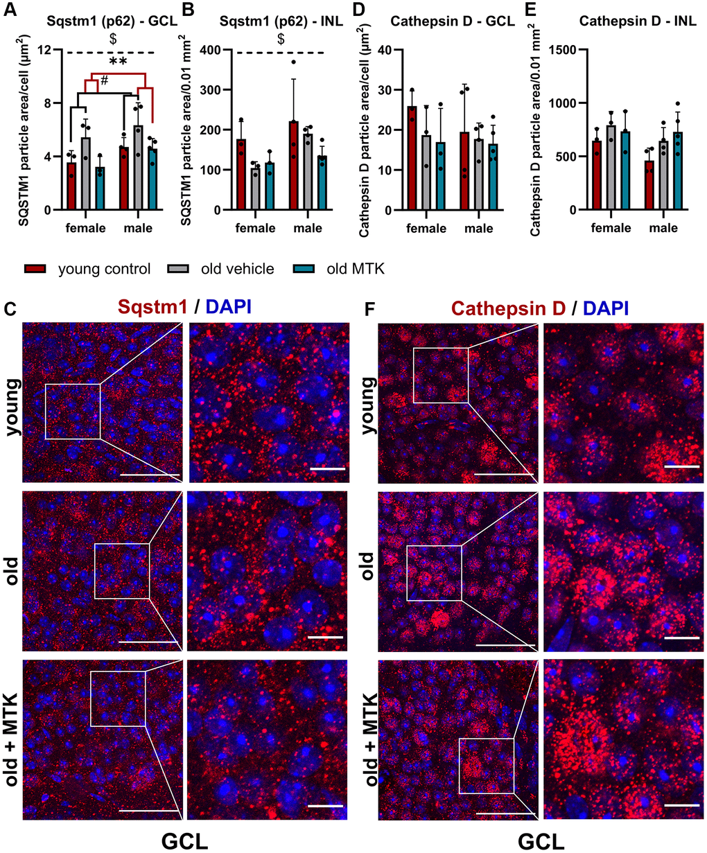 Labeling of Sqstm1 and cathepsin D in the retinal GCL and INL of young untreated, vehicle-treated and MTK-treated old mice. Positive labeling was analyzed using ImageJ. Sqstm1 particle area in the (A) GCL (area per cell) and (B) INL (per 0.01 mm2) and (C) representative images of Sqstm1 labeling (red) in the GCL of young untreated, vehicle-treated and MTK-treated old mice. Cathepsin D-positive area in the (D) GCL (area per cell) and (E) INL (0.01 mm2), and (F) representative images of cathepsin D labeling (red) in the GCL of young untreated, vehicle-treated and MTK-treated old mice. Scale bar images = 50 µm; scale bar images = 10 µm. The data are represented as bar graphs and scatter plots ± SDs, n = 3–5. Two-way ANOVA (main factors: group and sex) followed by a Dunnett multiple comparison test. #p **p $p 