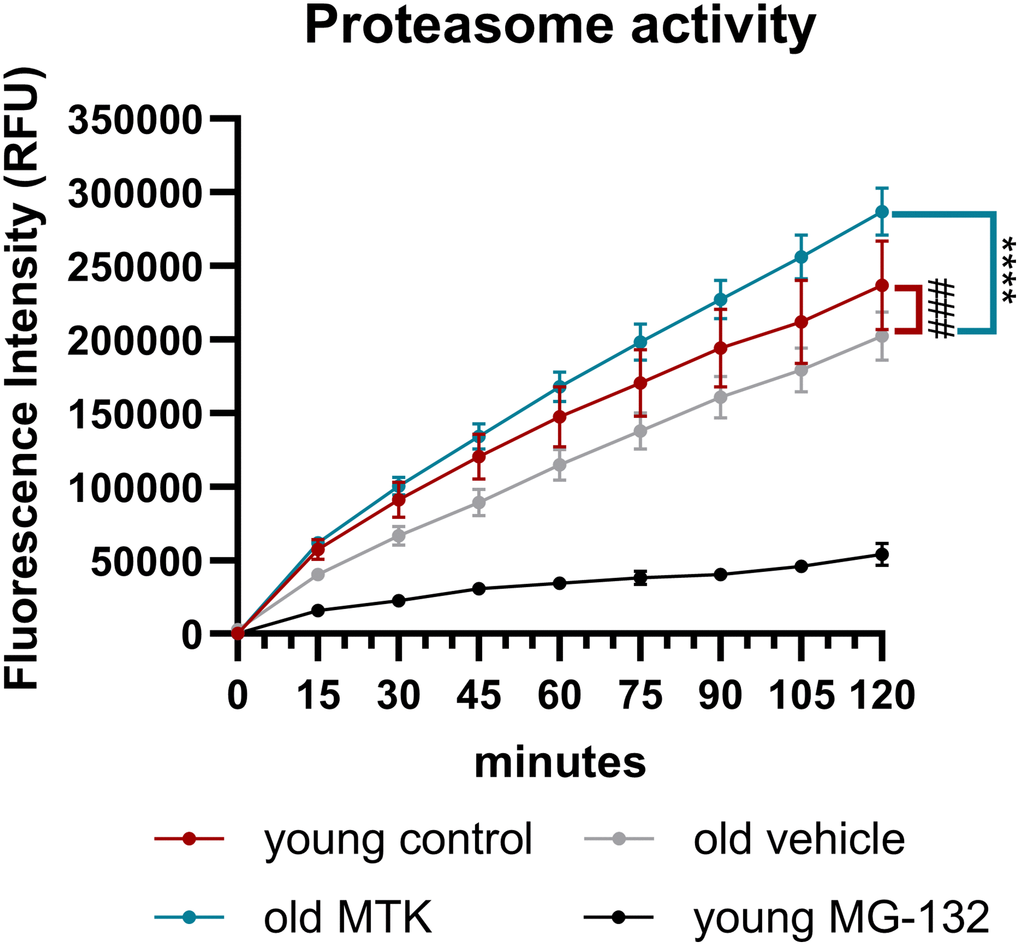 Proteasome activity in retinal lysates of young untreated, vehicle-treated and MTK-treated old mice. Retinal lysates were incubated for 120 minutes with the substrate Z-Gly-Gly-Leu-AMC at RT, and the fluorescence intensity (RFU) of the liberated AMC was measured every 15 minutes. MG-132 is a proteasome inhibitor and served as an assay control (n = 2). The values are represented as the mean ± SEM, n = 7–8. Two-way ANOVA (main factors: group and time) followed by a Dunnett multiple comparison test. ###p ****p 