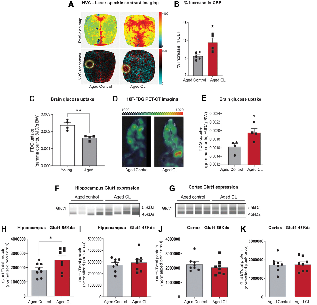 Effects of chronic β3-AR treatment on neurovascular coupling, brain uptake, and GLUT1 expression in aged mice. (A) Representative pseudocolor laser speckle flowmetry maps of baseline cerebral blood flow (CBF) (upper row; shown for orientation purposes) and CBF changes in the somatosensory cortex relative to baseline during contralateral whisker stimulation (bottom row, left circle, 30 s, 5 Hz) in aged mice treated with saline (aged controls) or CL 316,243 (aged CL). The color bar represents CBF as a percent change from the baseline. (B) Summary data as a % increase in CBF (n = 4–5 in each group, males). (C) 18F-FDG uptake in the young and aged brain represented as SUV (%ID/g body weight) (n = 4 in each group, males). (D) Representative 18F-FDG-PET images of aged control and CL-treated mice. Warmer colors represent higher activity in PET images. (E) Quantification of FDG uptake in the brain represented as SUV (%ID/g body weight) (n = 4 in each group, males). (F, G) Representative images of GLUT1 chemiluminescent signals for hippocampus and cortex lysates in capillaries created by the compass SW software for Jess analysis. (H–K) Peak areas for 55 and 45kDa GLUT1 isoforms normalized for total protein in the samples. Data are mean ± S.E.M. (n = 8–9 in each group, males). *P 