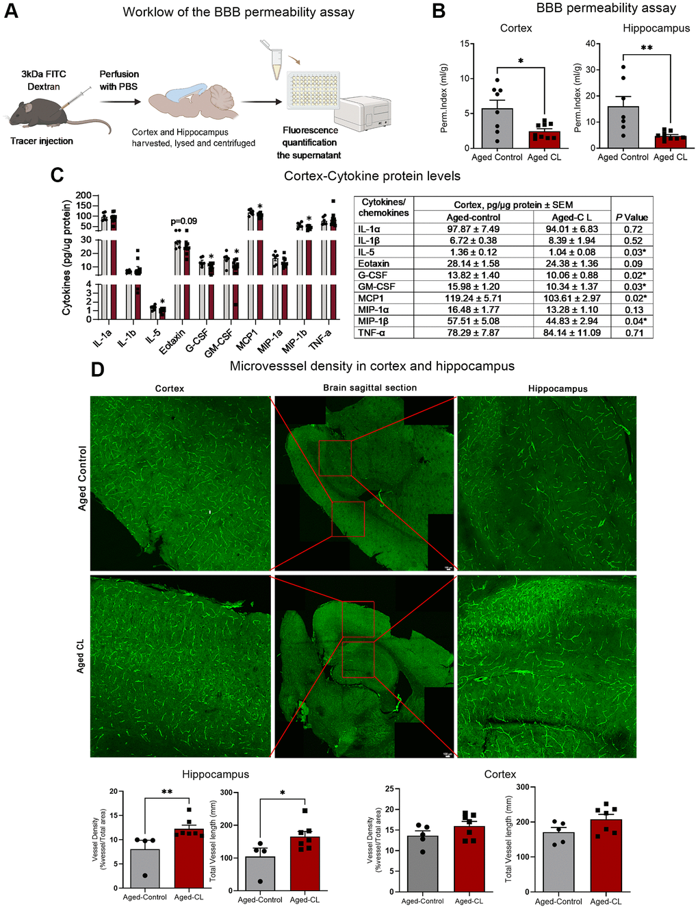 Effects of chronic β3-AR treatment on BBB permeability, inflammatory markers and microvascular density in aged mice. (A) Workflow representing the steps in the BBB permeability assay. (B) BBB permeability index calculated to assess the permeability of 3kDa FITC tracer in the cortex and hippocampus of aged controls and CL-treated mice (n = 7–11 in each group, males) (C) Protein levels of pro-inflammatory cytokines and chemokines assessed by multiplex magnetic assay (n = 6–9 in each group, both sexes). A table presenting the exact levels of cytokines and chemokines, normalized to total protein levels, in both the saline- and CL-treated aged mouse groups is provided. The table also includes p-values to indicate statistical differences between the two groups. (D) Representative images of brain sections stained with endomucin and CD31 in the cortex and hippocampus. Middle panel represents the whole brain picture stitched from images obtained by tiling mode. Red box indicates the region imaged at 20x magnification for quantification of the vessel density and vessel length in the cortex and the hippocampus. Bar graphs indicate the quantification data for vessel density and total vessel length analysis in the cortex and the hippocampus (n = 4–8 in each group, males). Data are mean ± S.E.M. *P 