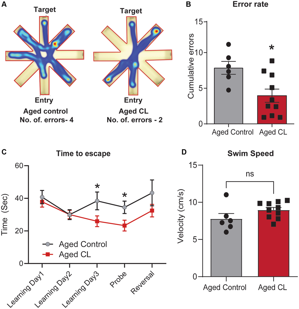 Effects of chronic β3-AR treatment on cognitive performance in aged mice. (A) Radial arm water maze- Heatmap showing an animal from each group that was chosen at random and the amount of time they spent in different arms and also the traces indicating the path the mice took to reach the target. Please take note that the aged controls took longer paths and made more errors in finding the target platform when compared to the CL-treated mice. (B) Cumulative errors calculated during the learning, probe, and reversal trials. (C) Time to escape calculated during each of the learning, probe and reversal day trials and (D). Swim speed (cm/s) in radial arm water maze test (n = 6–10/group, both sexes). Data are mean ± S.E.M. *P 