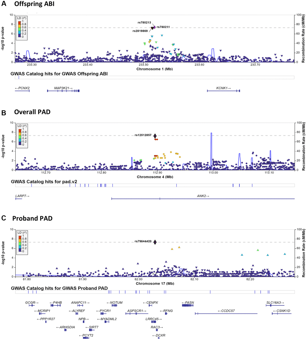 LocusZoom plots surrounding notable GWAS results. LocusZoom plots are shown for each of the three significant or highly suggestive GWAS results shown in Table 3. Plots include 250 KB up- and down-stream of the index SNP. Results by panel include: (A) chromosome 1– Offspring ABI; (B) chromosome 4– Overall PAD; (C) chromosome 17– Proband PAD.