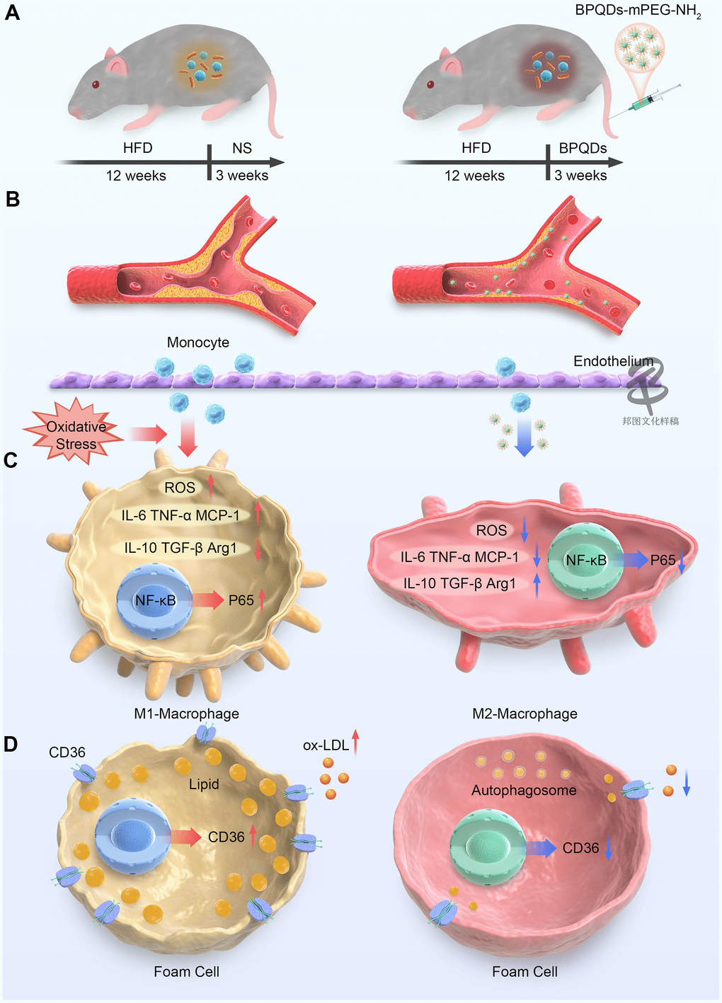 Schematic representation of BPQDs treating atherosclerosis in mice. (A) Schematic diagram of changes in bacterial flora of atherosclerotic mice before and after BPQDs treatment. (B) Schematic diagram of atherosclerotic plaques before and after BPQDs treatment. (C) Schematic diagram of changes in cell phenotype of macrophages before and after BPQDs treatment. (D) Schematic diagram of changes in foam cells before and after BPQDs treatment. (HFD: high-fat diet, NS: normal saline, BPQDs: black scale quantum dots, MPEG-NH 2: aminopolyethylene glycol, ROS: Reactive oxygen species, IL-6: interleukin-6, TNF-α: tumor necrosis factor-α, MCP-1: monocyte chemoattractant protein-1, IL-10: interleukin-10, TGF-β: transforming growth factor β, Arg1: type 1 arginase).