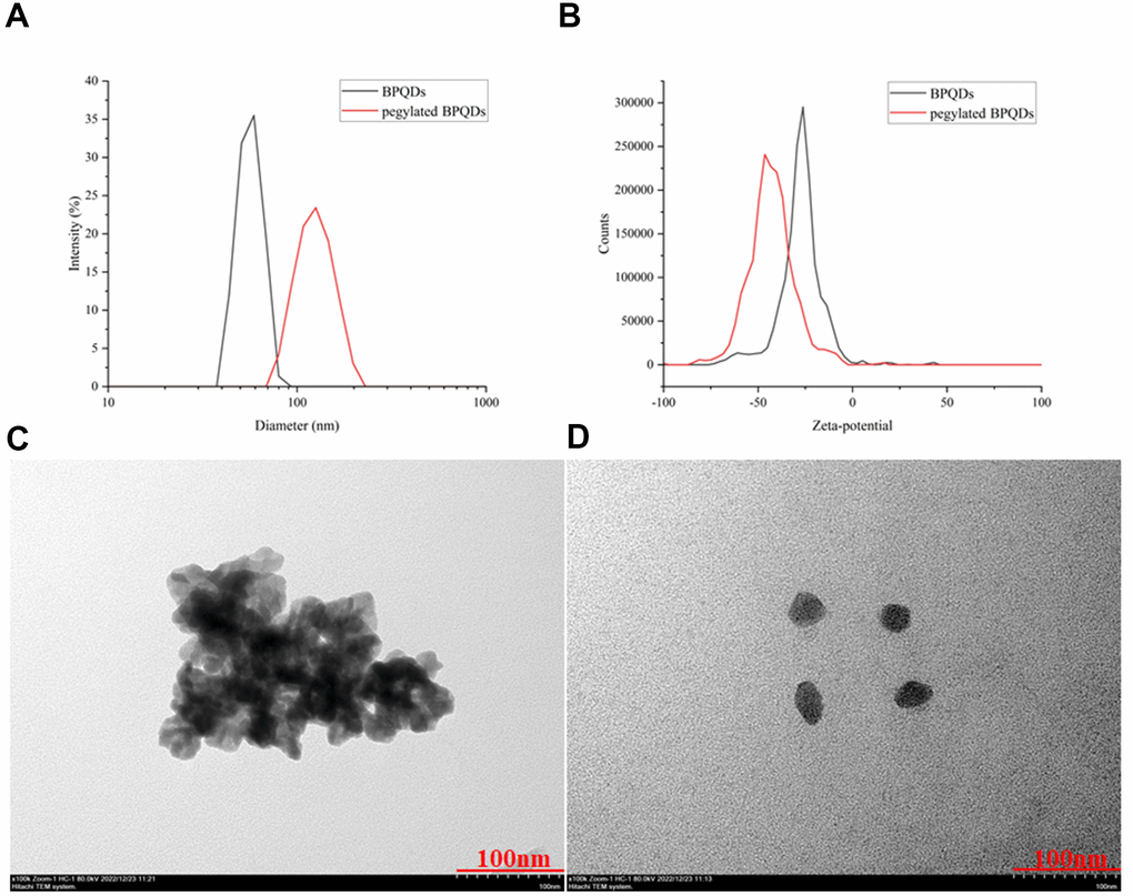 (A) Comparison of hydrated diameters of BPQDs after filtration in black, while pegylated BPQDs in red. (B) Zeta potential comparison of BPQDs before and after PEG2000 modification. The black solid curve represents the zeta potential distribution before modification, and the red solid curve represents the zeta potential distribution after modification. (C) 2D BPQDs tend to self-stack by π-π stacking before hydrophilic chain PEG2000 modification. (D) Pegylated BPQDs no longer agglomerated, and the stability of the emulsion was enhanced, which tended to be free to disperse.