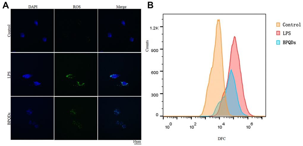 (A) ROS fluorescence intensity observed by confocal. (B) Flow cytometry of fluorescence-labeled cell counts.