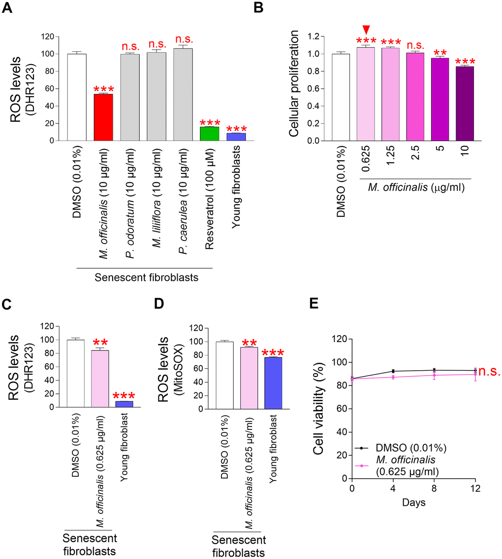 Mitochondrial ROS levels in senescent fibroblasts are significantly reduced by M. officinalis extract. (A) Senescent fibroblasts were treated with M. officinalis, P. odoratum, M. liliiflora and P. caerulea extract at a 10 μg/ml. On day 12, the impact on mitochondrial ROS levels was evaluated. DMSO was diluted in the medium to 0.01% to serve as DMSO control. Use of dihydrorhodamine 123 (DHR123) for flow cytometric analysis of mitochondrial ROS levels. Resveratrol (100 μM) and young fibroblasts were used as a positive control. n.s. (not significant), ***P B) On day 12 following treatment, cellular proliferation in senescent fibroblasts was assessed at varying doses of M. officinalis extract (0.625, 1.25, 2.5, 5, and 10 μg/ml). n.s. (not significant), **P P M. officinalis extract for promoting cellular proliferation. (C) DMSO (0.01%) or M. officinalis extract (0.625 μg/ml) were administered to senescent fibroblasts for 12 days. Then, the flow cytometric analysis of ROS (DHR123) was conducted. Young fibroblasts were used as a positive control. **P P D) DMSO (0.01%) or M. officinalis extract (0.625 μg/ml) were administered to senescent fibroblasts for 12 days. Use of MitoSOX for flow cytometric analysis of mitochondrial ROS levels. Young fibroblasts were used as a positive control. **P P E) Senescent fibroblasts were treated with DMSO (0.01%) or M. officinalis extract (0.625 μg/ml). Measurement of cell viability after 0, 4, 8, and 12 days of treatment. n.s. (not significant), two–way ANOVA followed by Bonferroni’s post–hoc test. Mean ± S.D., N = 3.