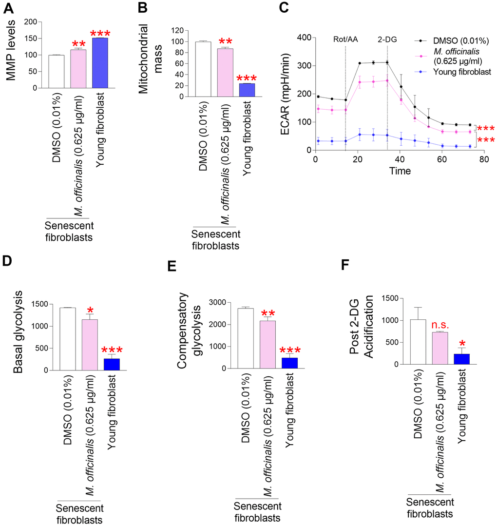 M. officinalis extract reduces mitochondrial ROS generation through mitochondrial functional recovery. (A) Use of JC–10 for flow cytometric measurement of mitochondrial membrane potential (MMP). Senescent fibroblasts were treated with DMSO (0.01%) or M. officinalis extract (0.625 μg/ml) for 12 days. Young fibroblasts were used as a positive control. **P P B) MitoTracker green was employed for a flow cytometric study of mitochondrial mass. Senescent fibroblasts were treated with DMSO (0.01%) or M. officinalis extract (0.625 μg/ml) for 12 days. Young fibroblasts were used as a positive control. **P P C) Measurement of extracellular acidification rate (ECAR; mpH/min) after 12 days of treatment with DMSO (0.01%) or M. officinalis extract (0.625 μg/ml) (black line: DMSO–treated senescent fibroblasts, pink line: M. officinalis extract–treated senescent fibroblasts). Young fibroblasts were used as a positive control. ***P D) Basal glycolysis was measured after 12 days of treatment with DMSO (0.01%) or M. officinalis extract (0.625 μg/ml). Young fibroblasts were used as a positive control. *P P E) Compensatory glycolysis was measured after 12 days of treatment with DMSO (0.01%) or M. officinalis extract (0.625 μg/ml). Young fibroblasts were used as a positive control. **P P F) Post–2–DG acidification was measured after 12 days of treatment with DMSO (0.01%) or M. officinalis extract (0.625 μg/ml). Young fibroblasts were used as a positive control. n.s. (not significant), *P 