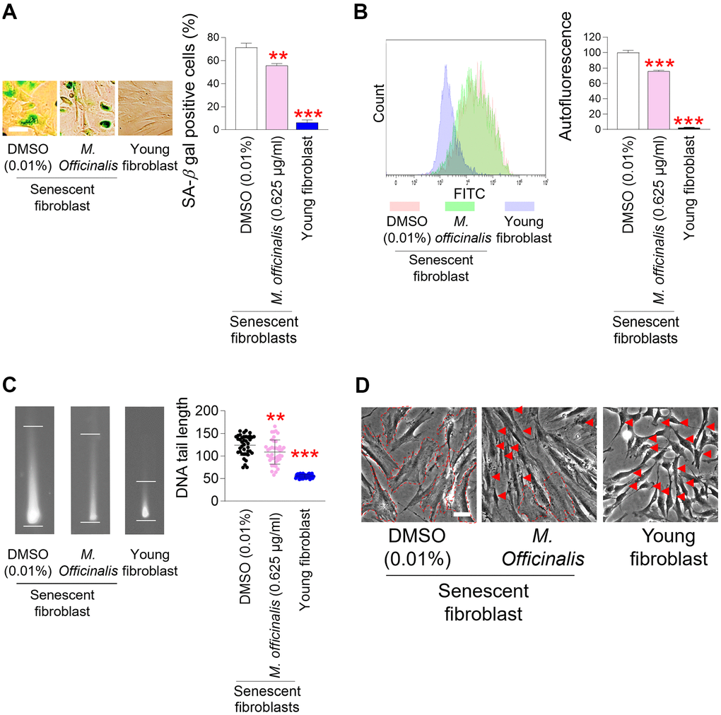 Senescence–associated phenotypes are ameliorated by M. officinalis extract. (A) Measurement of senescence–associated beta–galactosidase (SA–β–gal) positive cells (%). Senescent fibroblasts were treated with DMSO (0.01%) or M. officinalis extract (0.625 μg/ml) for 12 days. Young fibroblasts were used as a positive control. **P P B) After 12 days of treatment with DMSO (0.01%) or M. officinalis extract (0.625 μg/ml), autofluorescence was assessed in senescent fibroblasts. Young fibroblasts were used as a positive control. **P P C) After 12 days of treatment with DMSO (0.01%) or M. officinalis extract (0.625 μg/ml), DNA tail length was assessed in senescent fibroblasts by image J. Each dot represents the length of a DNA tail. Young fibroblasts were used as a positive control. **P P D) Morphologies of senescence fibroblasts after 12 days of treatment with DMSO (0.01%) or M. officinalis extract (0.625 μg/ml). Senescent fibroblasts treated with M. officinalis extract exhibited thin and spindly morphology (red arrows), whereas those treated with DMSO exhibited a broad and flat morphology (dotted lines). The scale bar is 20 μm. Young fibroblasts were used as a positive control.