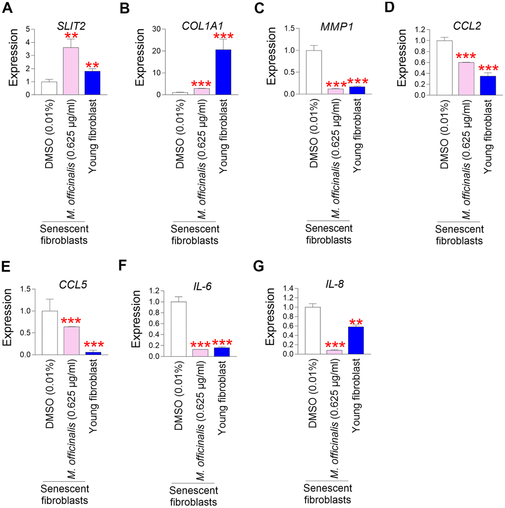 M. officinalis extract enhances skin barrier function by increasing skin regeneration and suppressing skin inflammation. (A) The expression levels of the SLIT2 in senescent fibroblasts were assessed after 12 days of treatment with DMSO (0.01%) or M. officinalis extract (0.625 μg/ml). Young fibroblasts were used as a positive control. **P B) The expression levels of the COL1A1 in senescent fibroblasts were assessed after 12 days of treatment with DMSO (0.01%) or M. officinalis extract (0.625 μg/ml). Young fibroblasts were used as a positive control. ***P C) The expression levels of the MMP1 in senescent fibroblasts were assessed after 12 days of treatment with DMSO (0.01%) or M. officinalis extract (0.625 μg/ml). Young fibroblasts were used as a positive control. ***P D) The expression levels of the CCL2 in senescent fibroblasts were assessed after 12 days of treatment with DMSO (0.01%) or M. officinalis extract (0.625 μg/ml). Young fibroblasts were used as a positive control. ***P E) The expression levels of the CCL5 in senescent fibroblasts were assessed after 12 days of treatment with DMSO (0.01%) or M. officinalis extract (0.625 μg/ml). Young fibroblasts were used as a positive control. ***P F) The expression levels of the IL–6 in senescent fibroblasts were assessed after 12 days of treatment with DMSO (0.01%) or M. officinalis extract (0.625 μg/ml). Young fibroblasts were used as a positive control. ***P G) The expression levels of the IL–8 in senescent fibroblasts were assessed after 12 days of treatment with DMSO (0.01%) or M. officinalis extract (0.625 μg/ml). **P P P 