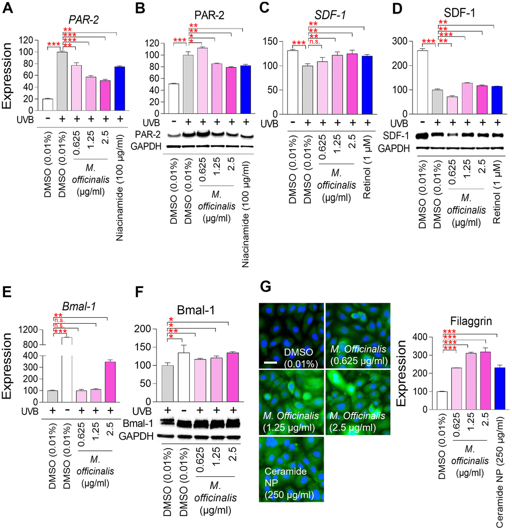 M. officinalis extract reverses skin aging by suppressing skin pigmentation, increasing skin turnover, and maintaining skin moisture. (A, B) Measurement of melanosome transport. To stimulate melanosome production, HaCaT cells were exposed to 30 mJ/cm2 ultraviolet B (UVB). Then, HaCaT cells were treated with DMSO (0.01%) or M. officinalis extract (0.625, 1.25, and 2.5 μg/ml) for 8 h. As a positive control, 100 μg/ml niacinamide was used. PAR–2 expression was analyzed by qPCR (A) and Western blot (B). *P P P C, D) Measurement of skin pigmentation. To induce skin pigmentation, HaCaT cells were exposed to 15 J/cm2 UVB. Then, HaCaT cells were treated with DMSO (0.01%) or M. officinalis extract (0.625, 1.25, and 2.5 μg/ml) for 24 h. As a positive control, 1 μM retinol (R7632; Sigma) was used. SDF–1 expression was analyzed by qPCR (C) and Western blot (D). n.s. (not significant), **P P E, F) Measurement of skin turnover. To disrupt skin turnover, HaCaT cells were exposed to 30 mJ/cm2 UVB. Then, HaCaT cells were treated with DMSO (0.01%) or M. officinalis extract (0.625, 1.25, and 2.5 μg/ml) for 24 h. Bmal–1expression was analyzed by qPCR (E) and Western blot (F). n.s. (not significant), *P P P G) Measurement of skin moisture retention. Normal human epidermal keratinocytes, HEKn cells, were treated with DMSO (0.01%) or M. officinalis extract (0.625, 1.25, and 2.5 μg/ml) for 72 h. As a positive control, 250 μg/ml ceramide NP was used. Expression of filaggrin protein was examined using immunocytochemistry (blue: dapi, green: filaggrin). Image J analysis was performed to quantify the fluorescence intensity of filaggrin protein. ***P 