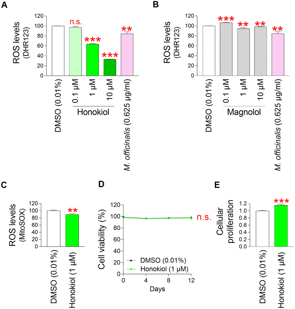 Identification of honokiol as a core ingredient showing antioxidant effects. (A) Senescent fibroblasts were treated with DMSO (0.01%) or honokiol (0.1, 1, and 10 μM) for 12 days. Use of DHR123 for flow cytometric analysis of mitochondrial ROS levels. The extract of M. officinalis extract (0.625 μg/ml) served as a positive control. Honokiol at 1 and 10 μM was more effective in reducing ROS levels than M. officinalis extract. n.s. (not significant), **P P B) Senescent fibroblasts were treated with DMSO (0.01%) or magnolol (0.1, 1, and 10 μM) for 12 days. Use of DHR123 for flow cytometric analysis of mitochondrial ROS levels. The extract of M. officinalis extract (0.625 μg/ml) served as a positive control. Magnolol at 1 and 10 μM was not more effective in reducing ROS levels than M. officinalis extract. n.s. (not significant), ***P P C) Senescent fibroblasts were treated with DMSO (0.01%) or honokiol (1 μM). Measurement of cell viability after 0, 4, 8, and 12 days of treatment. n.s. (not significant), two–way ANOVA followed by Bonferroni’s post–hoc test. Mean ± S.D., N = 3. (D) Cellular proliferation was evaluated at DMSO (0.01%) or honokiol (1 μM) on day 12 after treatment in senescent fibroblasts. ***P E) Senescent fibroblasts were treated with DMSO (0.01%) or honokiol (1 μM) for 12 days. Use of MitoSOX for flow cytometric analysis of mitochondrial ROS levels. **P 