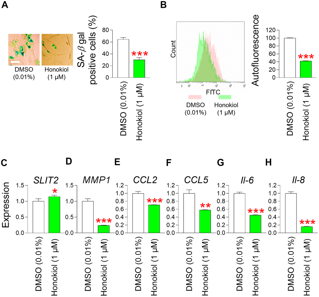 Honokiol ameliorates senescence–associated phenotypes and enhances skin barrier function. (A) Measurement of SA–β–gal positive cells (%). Senescent fibroblasts were treated with DMSO (0.01%) or honokiol (1 μM) for 12 days. ***P B) After 12 days of treatment with DMSO (0.01%) or honokiol (1 μM), autofluorescence was assessed in senescent fibroblasts by flow cytometry. The representative histogram of autofluorescence was shown. ***P C) The expression levels of the SLIT2 in senescent fibroblasts were assessed after 12 days of treatment with DMSO (0.01%) or honokiol (1 μM). *P D) The expression levels of the MMP1 in senescent fibroblasts were assessed after 12 days of treatment with DMSO (0.01%) or honokiol (1 μM). ***P E) The expression levels of the CCL2 in senescent fibroblasts were assessed after 12 days of treatment with DMSO (0.01%) or honokiol (1 μM). ***P F) The expression levels of the CCL5 in senescent fibroblasts were assessed after 12 days of treatment with DMSO (0.01%) or honokiol (1 μM). **P G) The expression levels of the IL–6 in senescent fibroblasts were assessed after 12 days of treatment with DMSO (0.01%) or honokiol (1 μM). ***P H) The expression levels of the IL–8 in senescent fibroblasts were assessed after 12 days of treatment with DMSO (0.01%) or honokiol (1 μM). ***P 