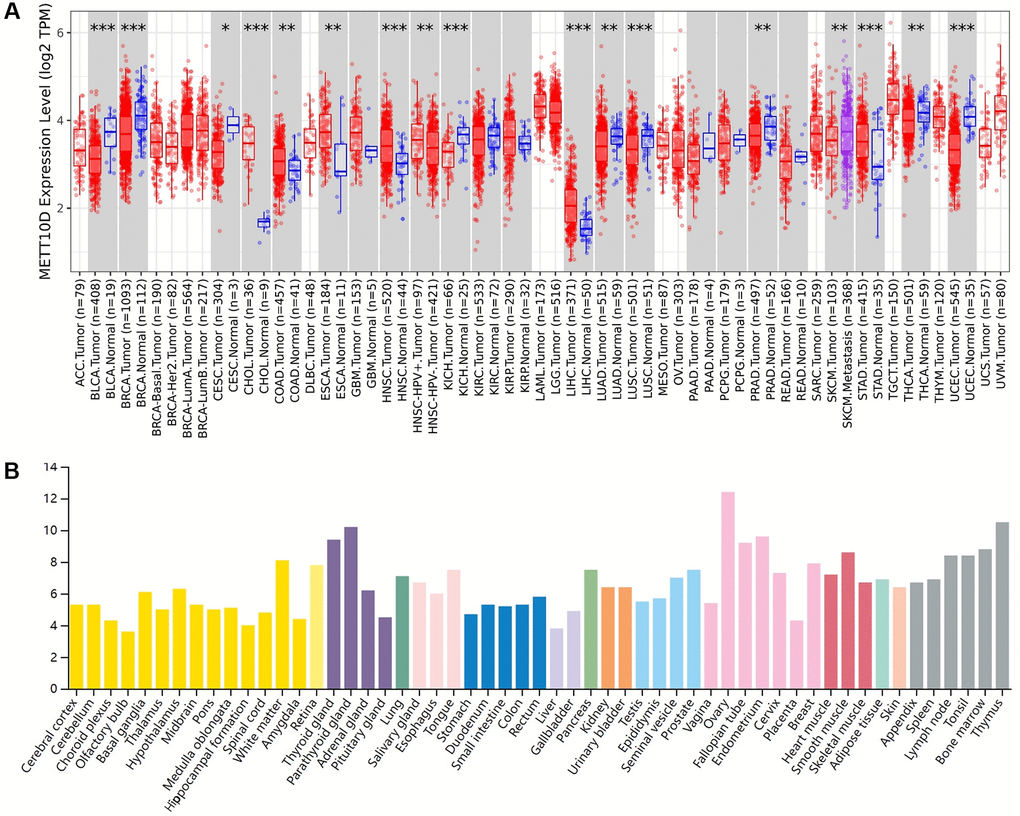 Expression level of METTL16 in human tumors. (A) Expression level of METTL16 in TCGA tumors vs. adjacent tissues as visualized by TIMER2. *P **P ***P B) The RNA expression level across different organs in HPA database.