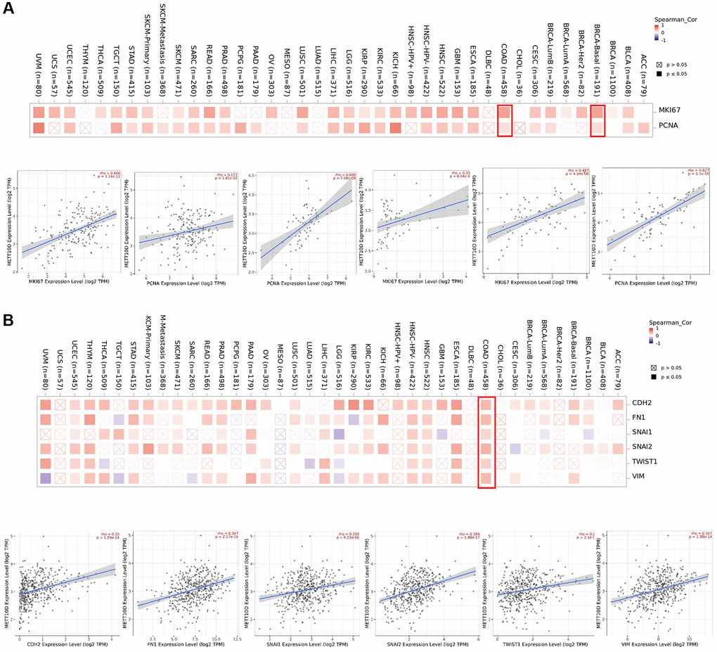 Correction analysis between METTL16 and cell proliferation and EMT. (A) Associations between METTL16 expression level and proliferation markers (MKI67 and PCNA) were investigated in different cancer types. (B) Correlation analysis on the association betweenMETTL16 expression and EMT markers (CDH2, Fibronectin 1, Snail1, Snail2, TWIST1and Vimentin).