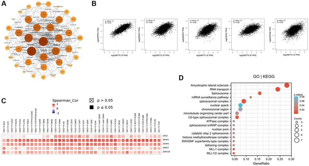 Enrichment analysis of METTL16 -related gene. (A) Protein–protein interaction network of METTL16 was performed via the STRING online resource. (B) Correlation of METTL16 and the top 5 genes (PRPF8, SPAG7, SENP3, GPS2 and ZNF638) in 33 types of cancer samples (C) The heat map of correlation between METTL16 and PRPF8, SPAG7, SENP3, GPS2 and ZNF638 in TCGA tumors. (D) GO|KEGG pathway analysis of the top 100 genes that associated with METTL16 expression.