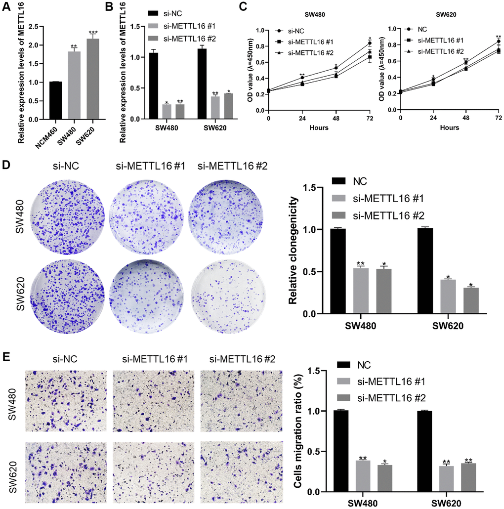 Effect of METTL16 in CRC cell proliferation and migration. (A) transcription level of METTL16 in CRC cell lines and NCM460. (B) transcription level of METTL16 in SW620 and SW480 were significantly downregulated by si-METTL16 transfection, respectively. (C, D) cell proliferation was assessed by CCK-8 and colony assays. (E) transwell assay employed to detect the migration ability of METTL16 knockdown cells. *p **p ***p 