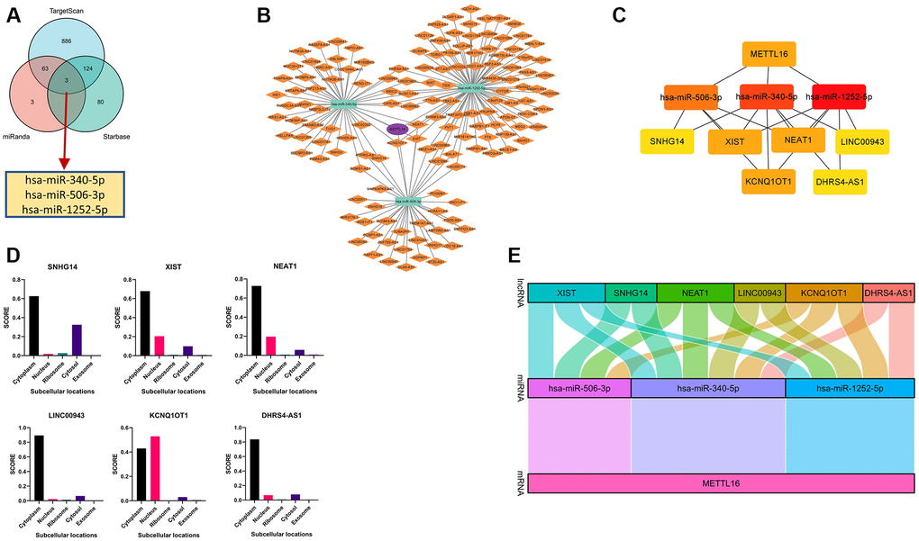 Construction and correlation analysis of the ceRNA network. (A) Venn graph showing the prediction results of METTL16 targets in Starbase, miRDB and TargetScan tools. (B) The triple regulatory network of ceRNA. The ellipses denote mRNA, rectangles denote miRNA and diamonds denote lncRNAs. (C) ten hub genes in this network. (D) The cellular localization for six hub-lncRNAs (XIST, SNHG14, NEAT1, LINC00943, KCNQ1OT1, DHRS4-AS1) was predicted using lncLocator. (E) The Sankey diagram of the lncRNA-miRNA-mRNA (METTL16) network in line with the ceRNA hypothesis.