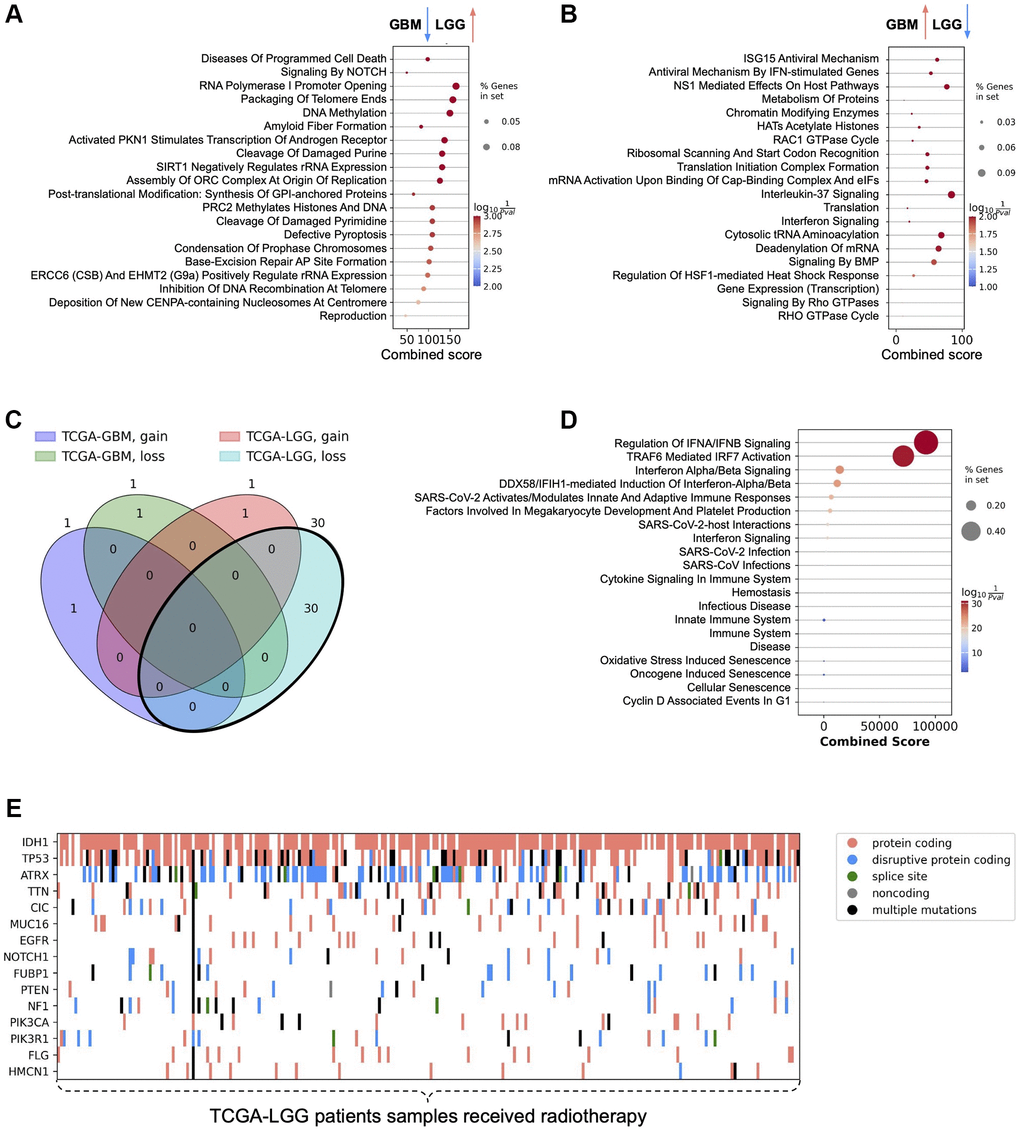 Signaling pathway enrichment analysis results and patients' genetic profiles. (A) Signaling pathways enriched with genes significantly down-regulated in the comparison of IR-treated and untreated GBM patients and simultaneously significantly up-regulated in the comparison of IR-treated and untreated LGG patients. (B) Signaling pathways enriched with genes significantly up-regulated in the comparison of IR-treated and untreated GBM patients and simultaneously significantly down-regulated in the comparison of IR-treated and untreated LGG patients. (C) Venn diagram describing the intersection of genes whose loss/gain status significantly stratifies IR-treated patients. (D) Signaling pathways enriched with genes whose loss status in TCGA-LGG IR-treated patients is associated with worse prognosis. (E) Mutation profile of low-grade glioma cancer tissues in patients receiving radiotherapy.