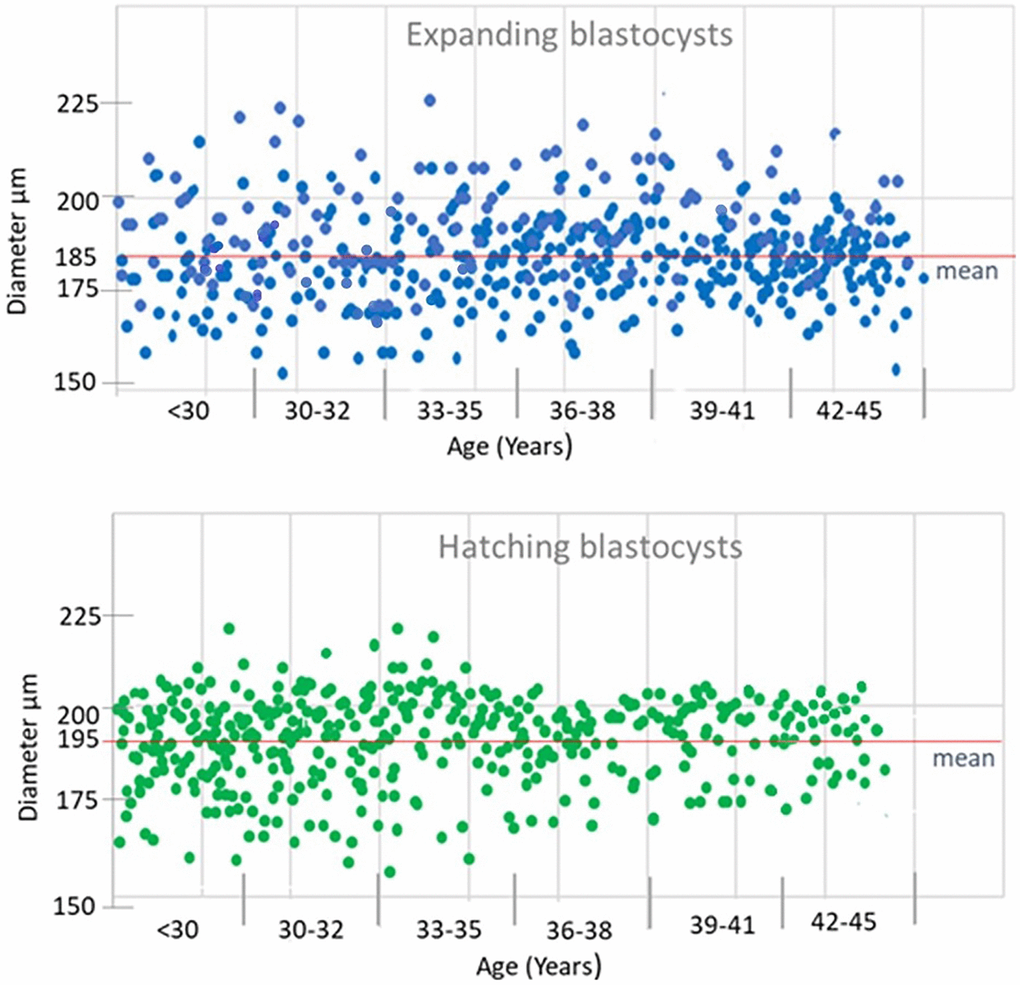 Size (diameter) distribution at expanding and hatching blastocysts in different age groups.