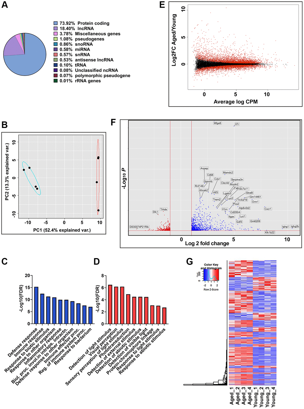 Global gene expression analysis in RPE/choroid of young and aged mice. (A) Pie chart represents the percent of globally expressed transcript subspecies across young (2–3 months, n = 4) and aged (22–24 months, n = 4) mice RPE/choroid from 21,376 annotated transcripts. (B) PCA plots of whole transcriptome data showed distinct clustering of young and aged mice along PC1, which captures the maximum variance (52.4%). Blue and red ellipses indicate young and aged mice and black dots represent the biological replicates (n = 4). (C, D) GO enrichment terms associated with the top 100 PC1 positive loading genes (C) and PC1 negative loading genes (D). (E) MA plot of log2 fold change versus average log counts-per-million (CPM) based on edgeR analysis showing the differential gene expression between aged and young mice RPE/choroid. Red dots indicate differentially expressed genes (FDR ≤0.05), and black dots indicate non-differentially expressed genes. (F) Volcano plot showing genes significantly (p-adj value p-value). The dotted line shows a cutoff of −log10 (p-value) G) Hierarchical clustering and heatmap analysis of gene expression in the RPE/choroid tissues of the young vs. aged mice. Blue to red represents low to high gene expression.